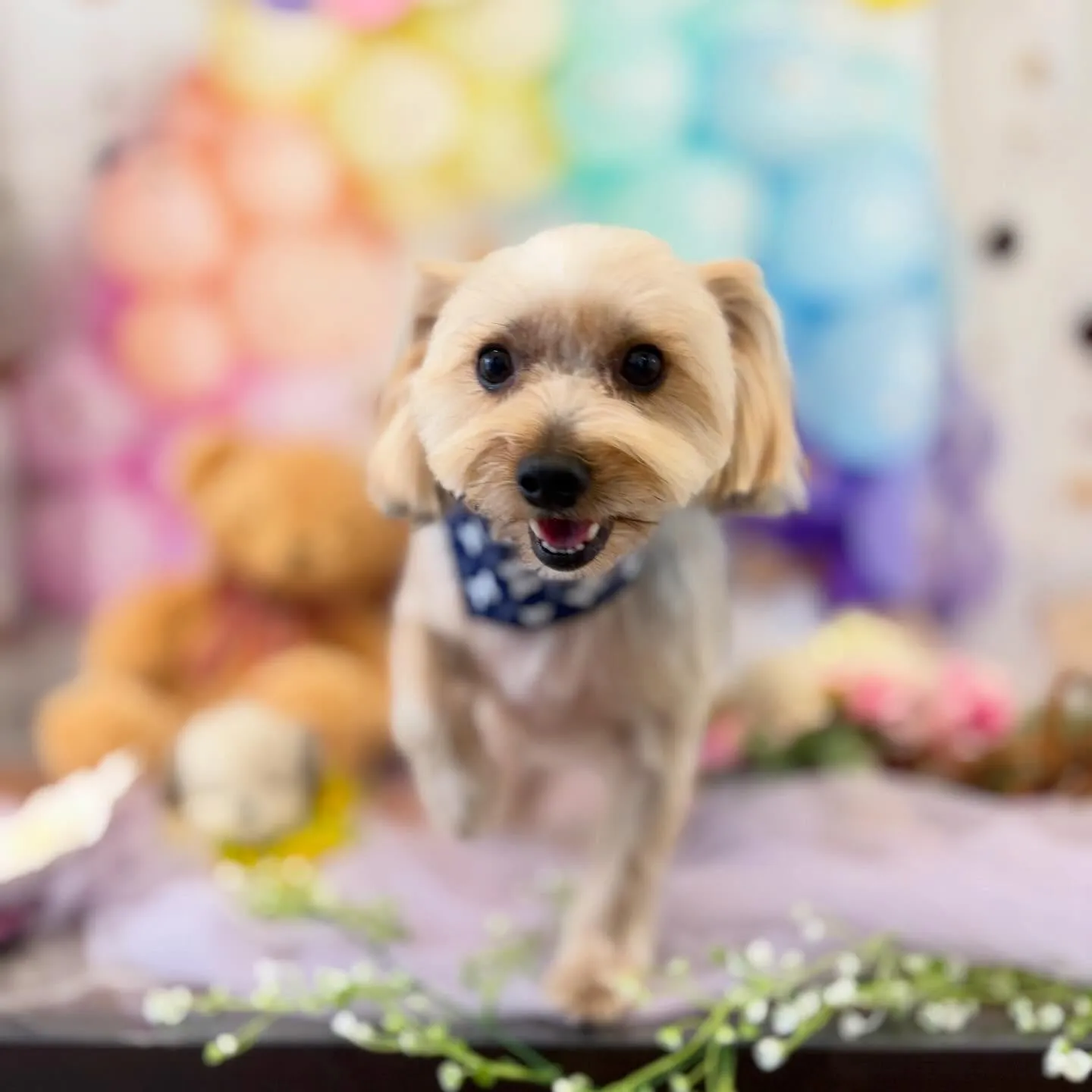 先月アップしきれなかったわんこさんたち🐾