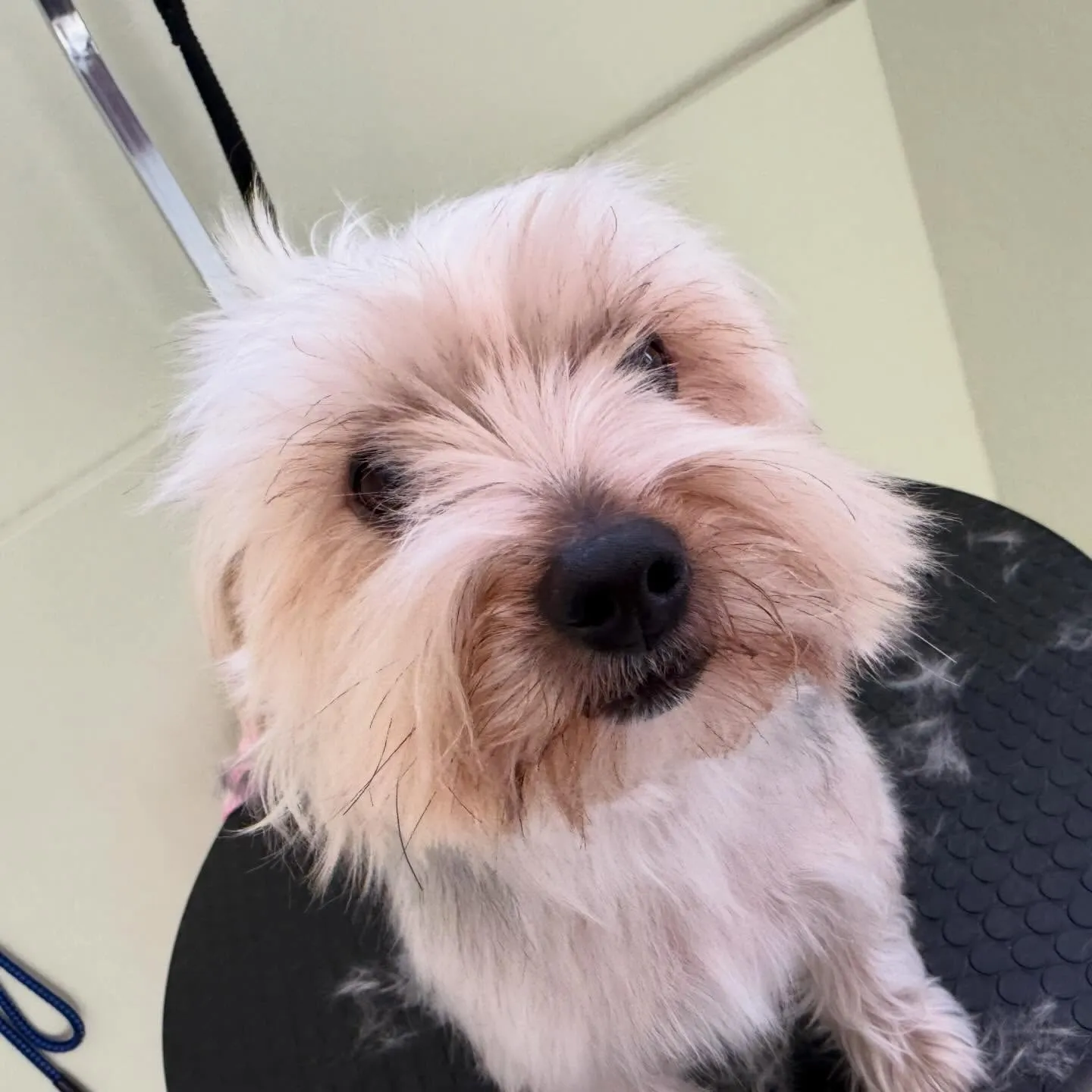 先月アップしきれなかったわんこさんたち🐾