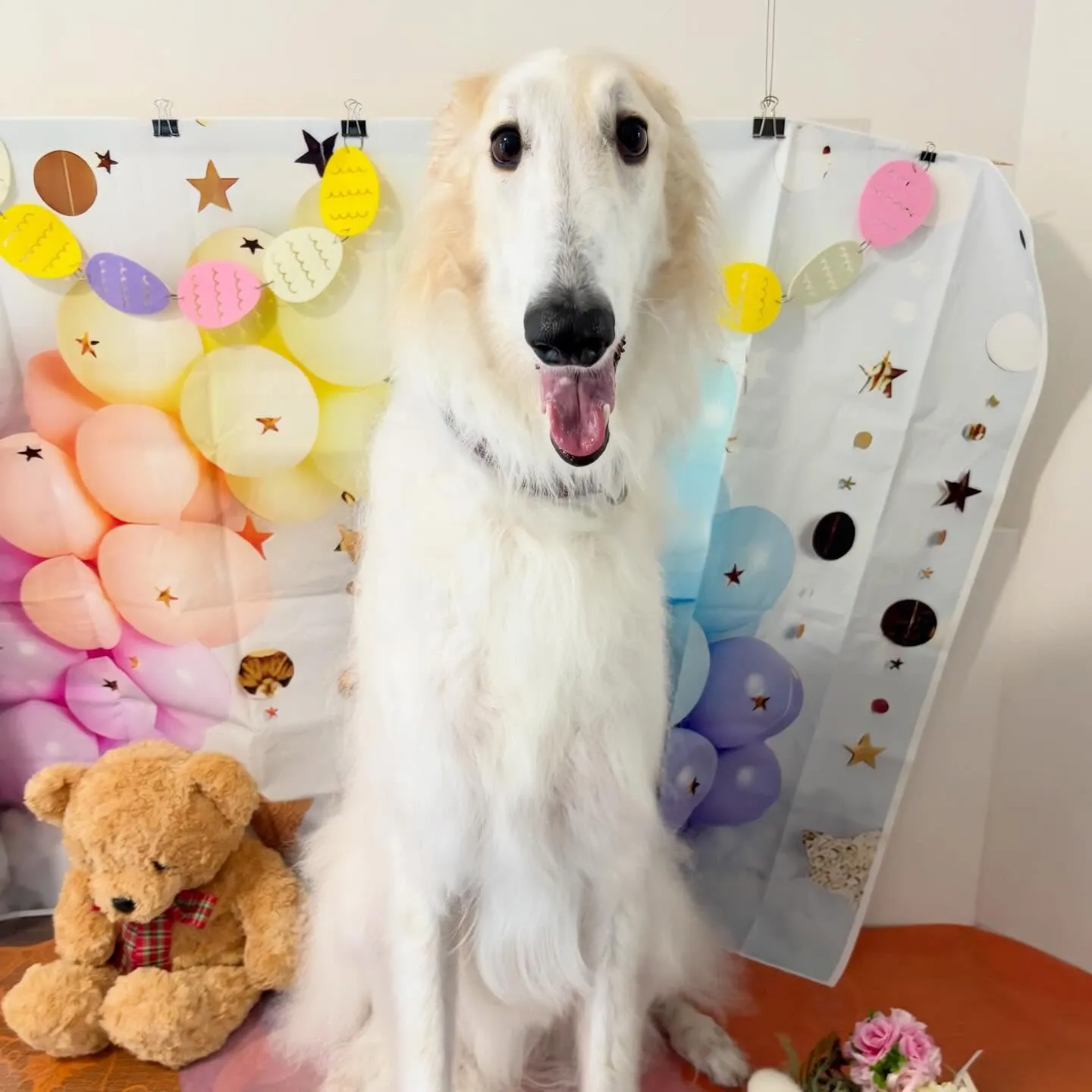 先月アップしきれなかったわんこさんたち🐾