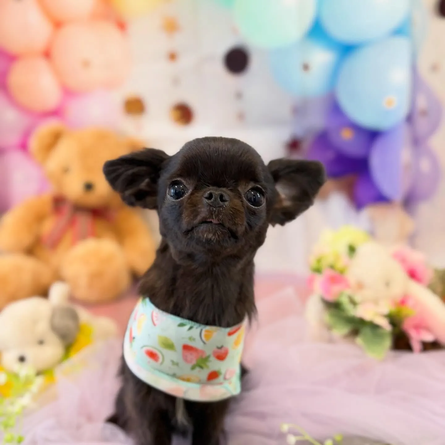 先月アップしきれなかったわんこさんたち🐾