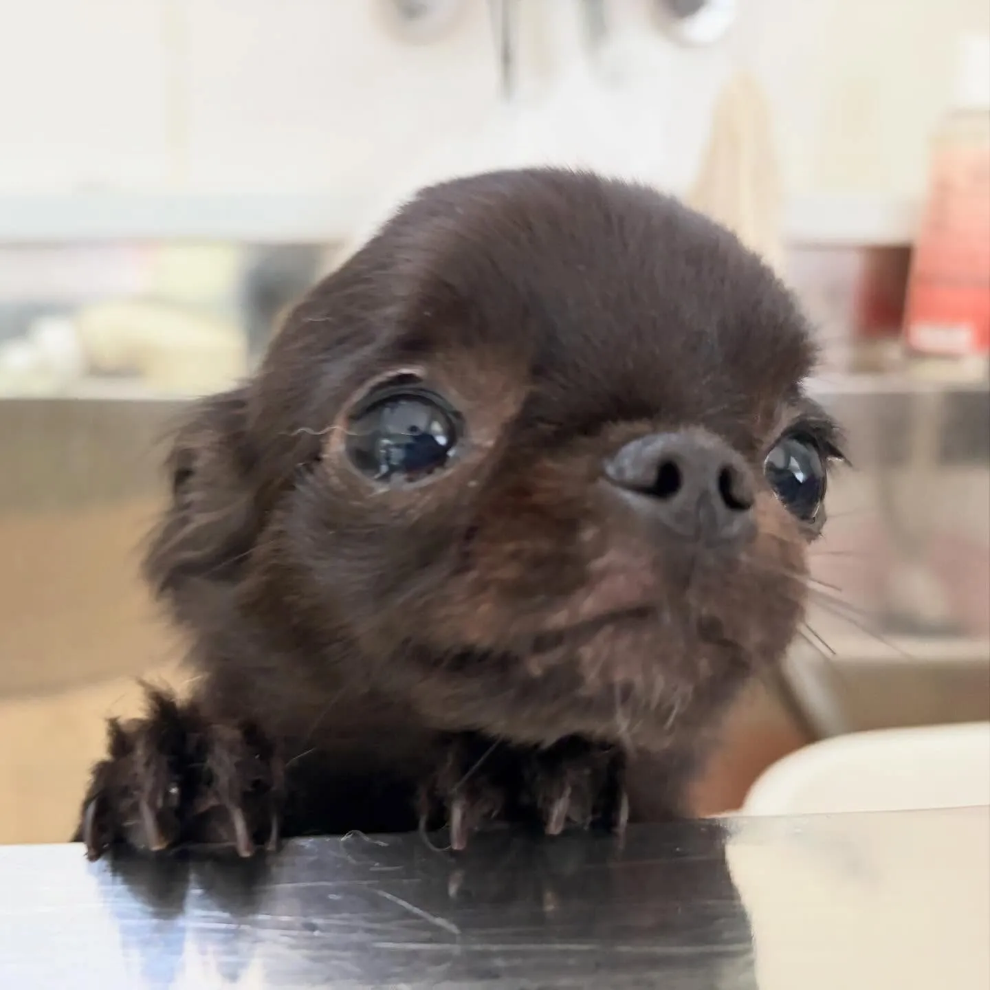 先月アップしきれなかったわんこさんたち🐾