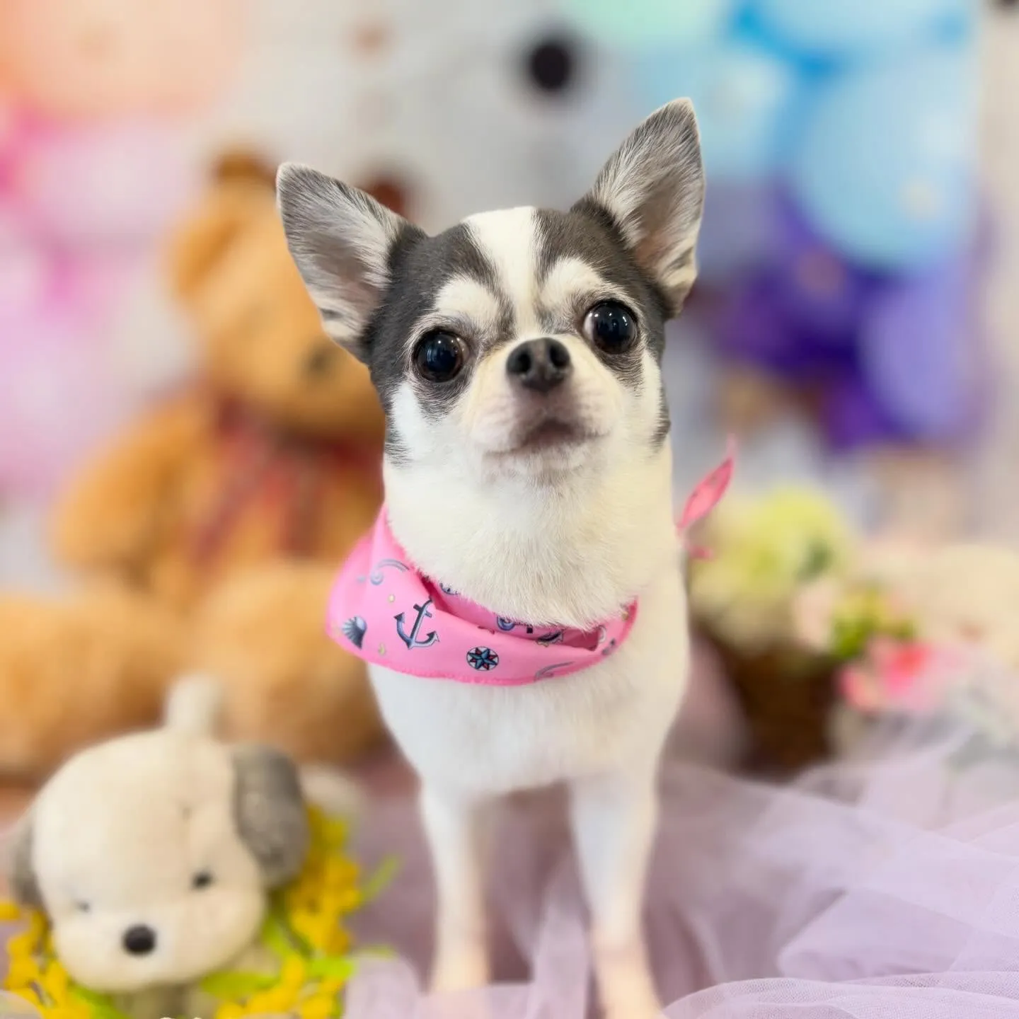 先月アップしきれなかったわんこさんたち🐾