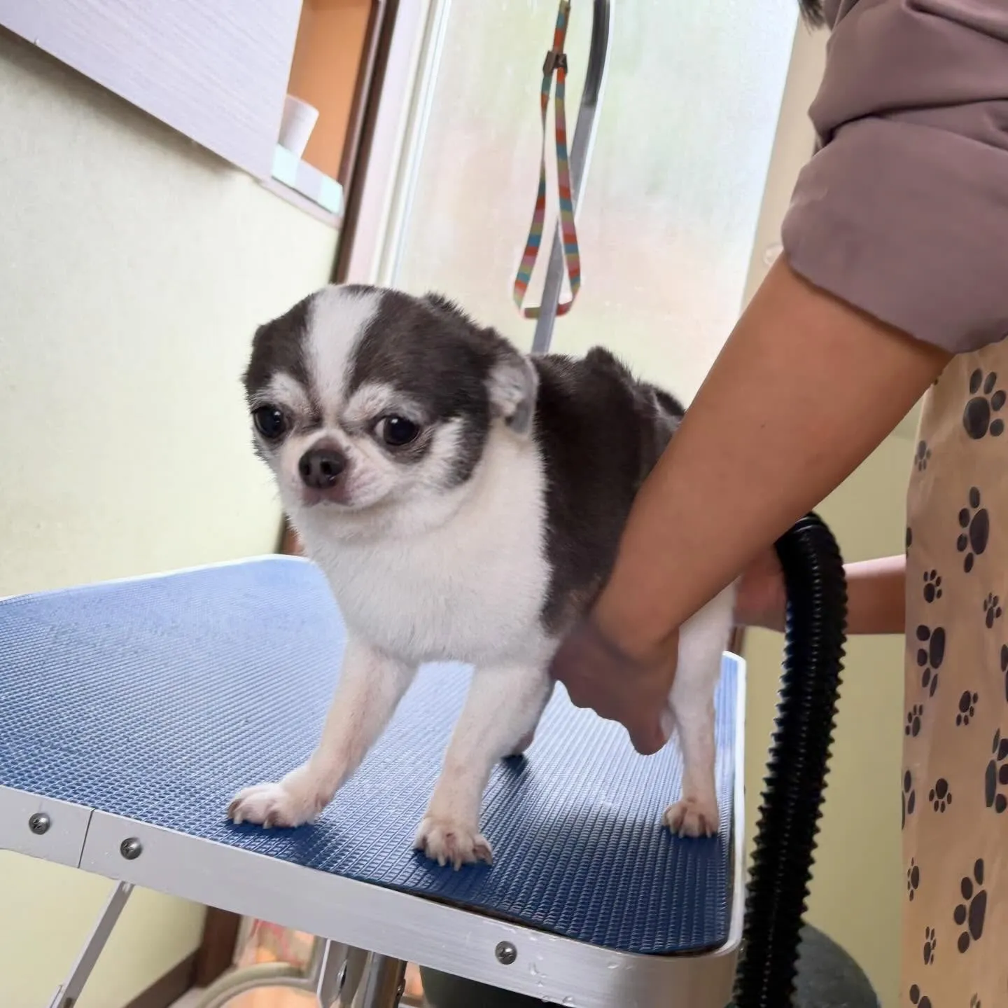 先月アップしきれなかったわんこさんたち🐾