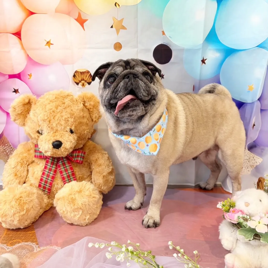 先月アップしきれなかったわんこさんたち🐾