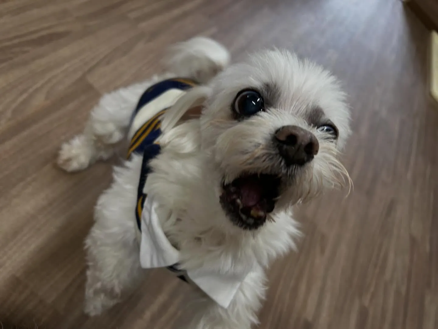 🍀4月のおすすめ商品🍀