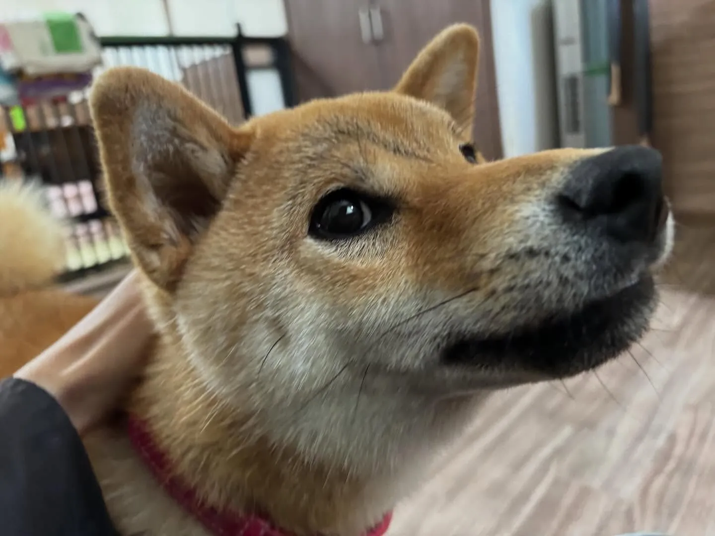 🍀4月のおすすめ商品🍀