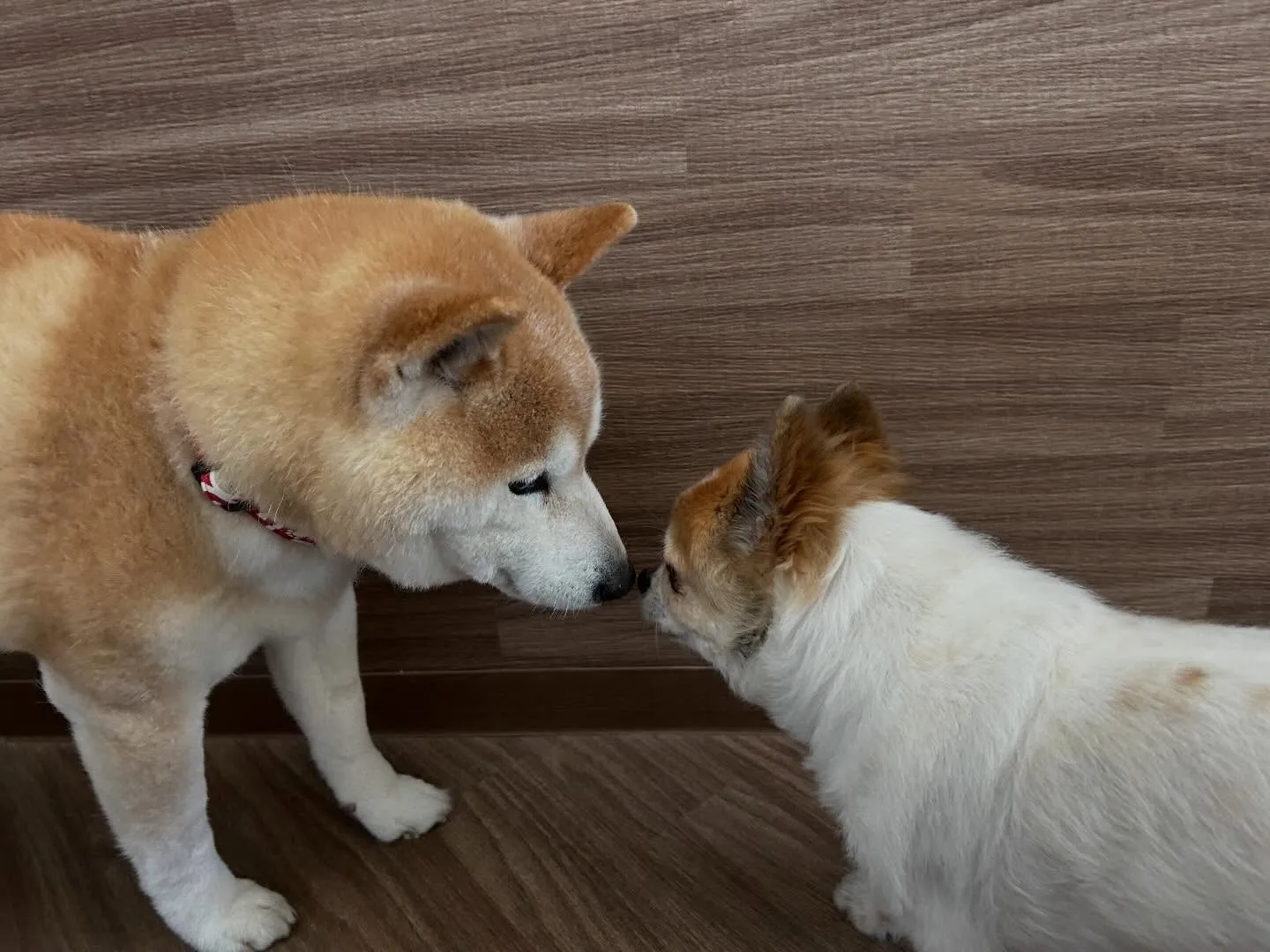 🍀4月のおすすめ商品🍀