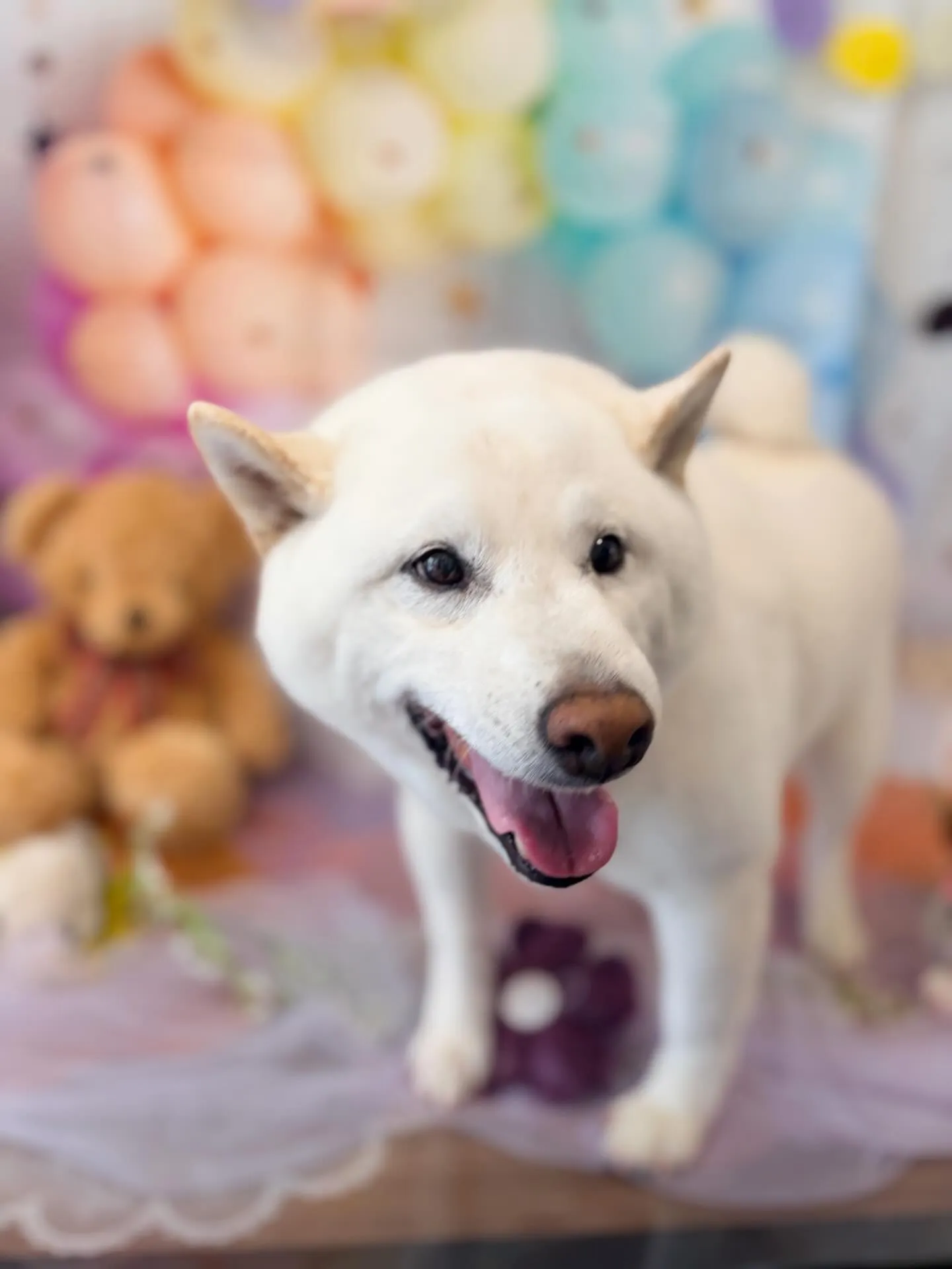 アップできていなかった先月来てくれたお手入れわんこたち🎶