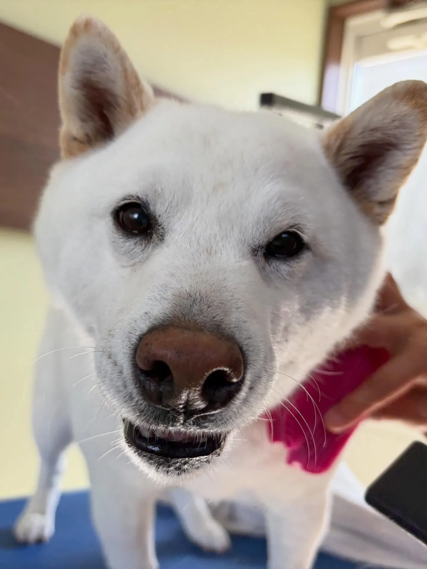 アップできていなかった先月来てくれたお手入れわんこたち🎶