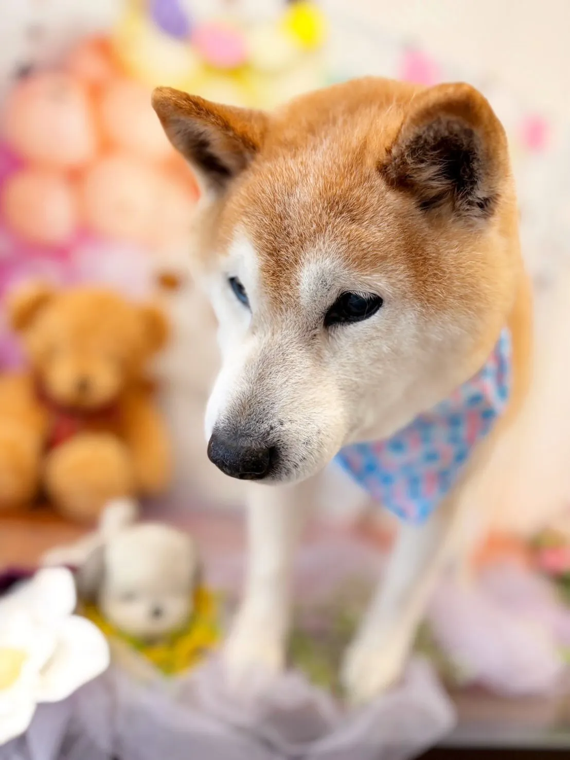 アップできていなかった先月来てくれたお手入れわんこたち🎶