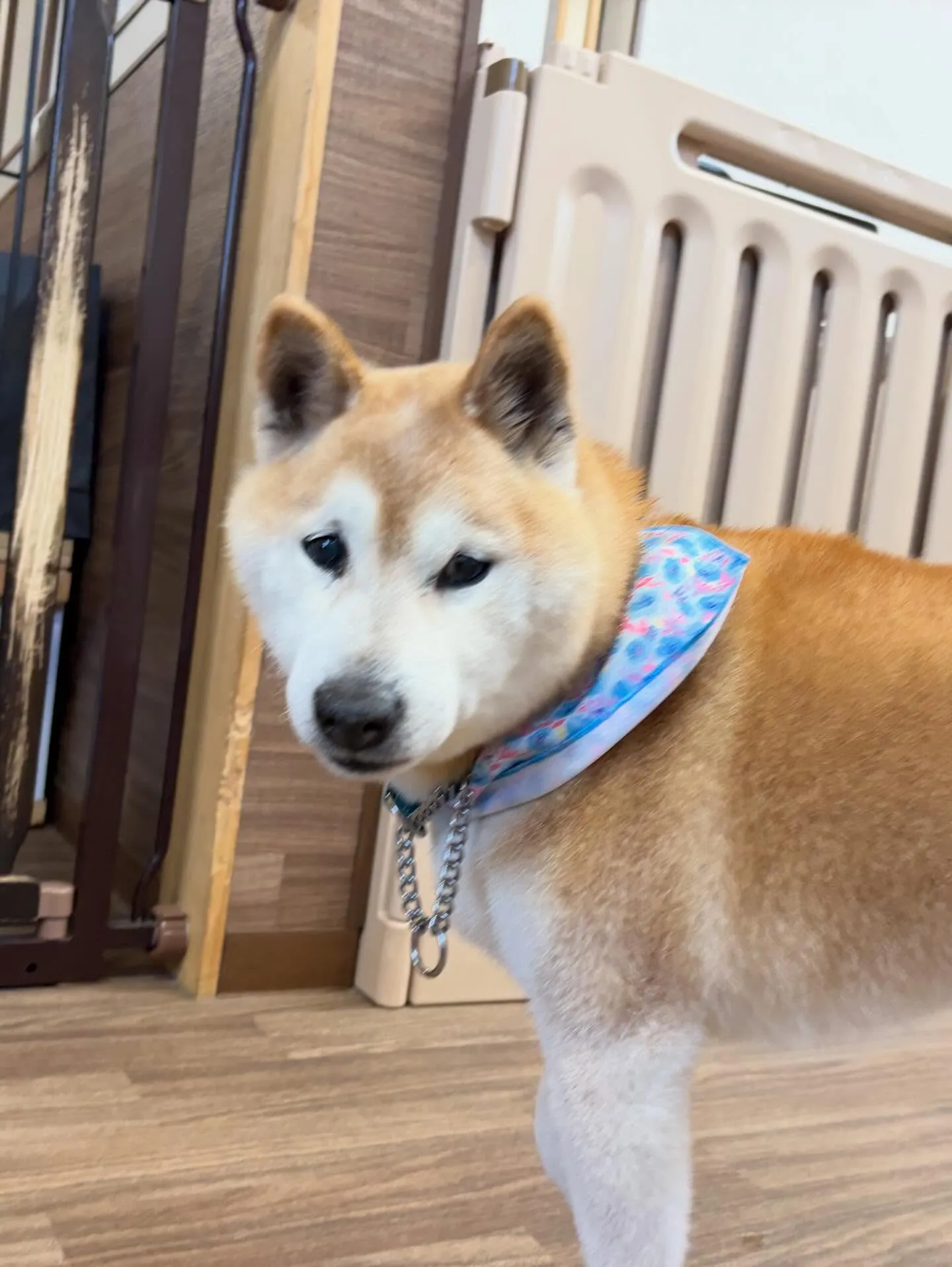 アップできていなかった先月来てくれたお手入れわんこたち🎶