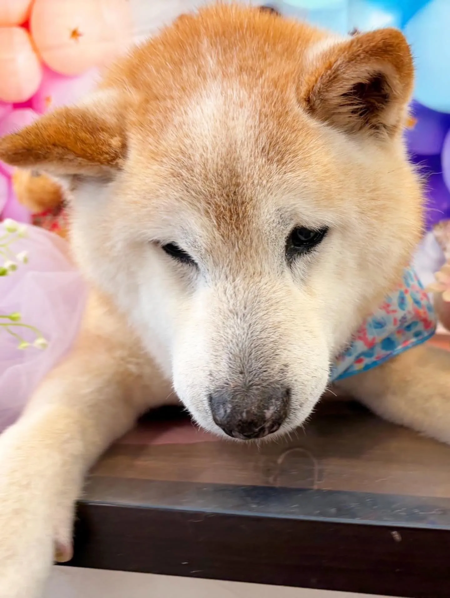 アップできていなかった先月来てくれたお手入れわんこたち🎶