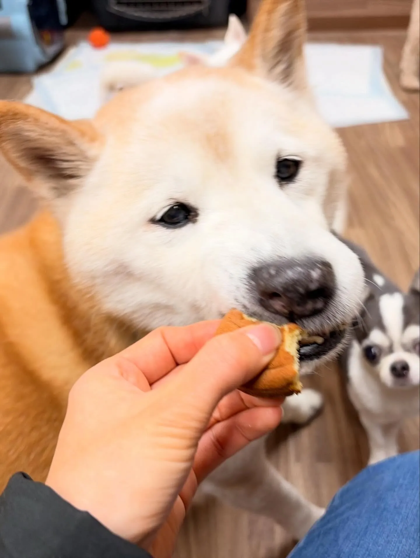 アップできていなかった先月来てくれたお手入れわんこたち🎶