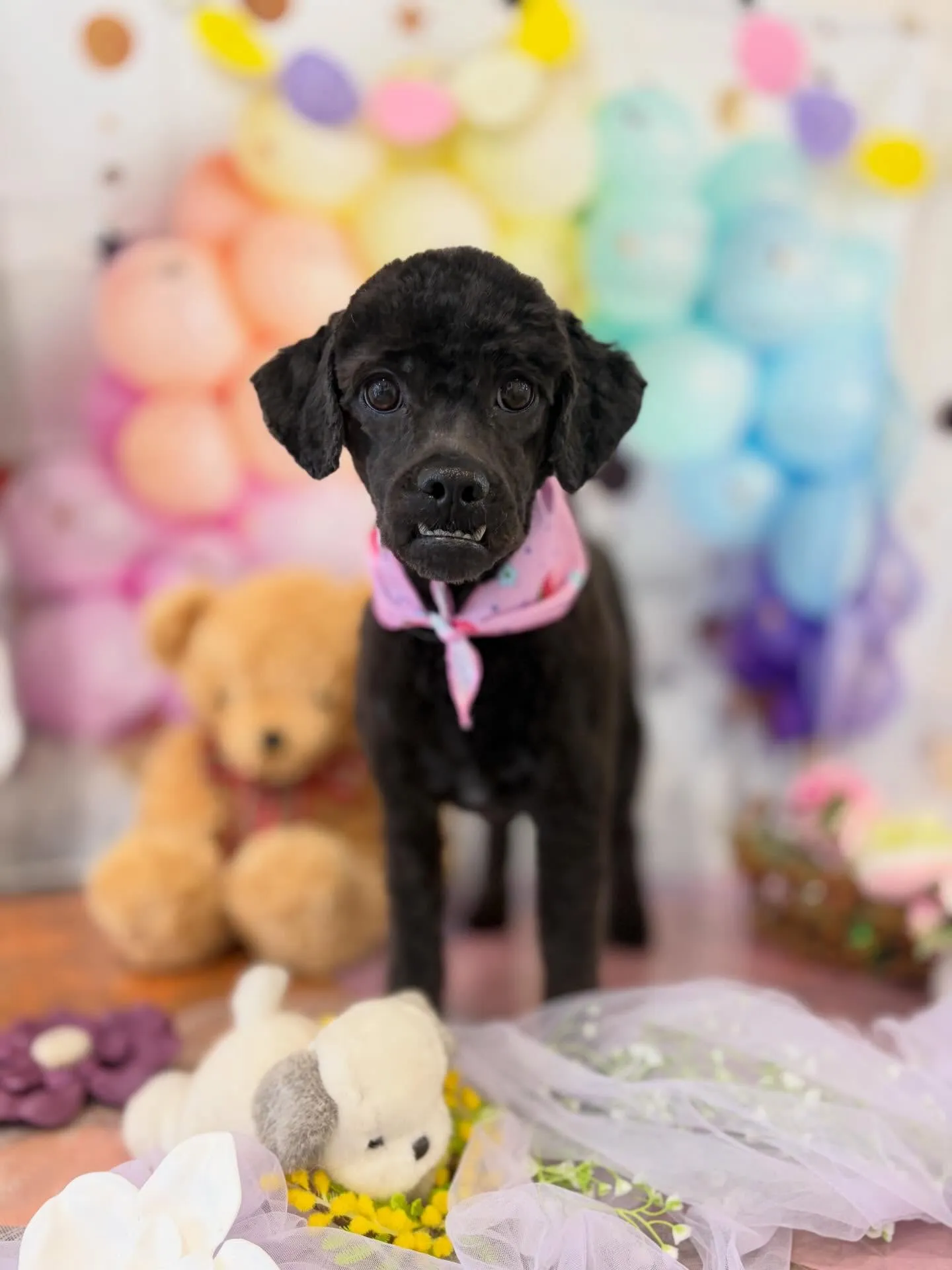 アップできていなかった先月来てくれたお手入れわんこたち🎶