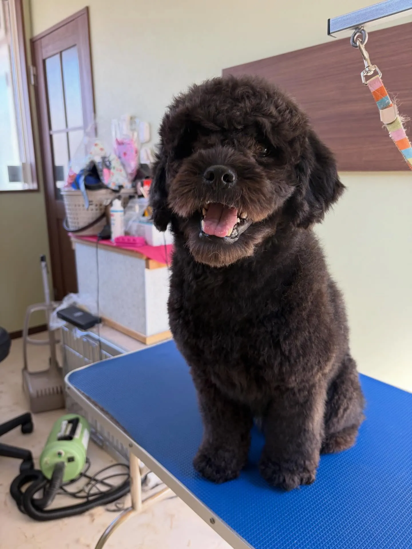 アップできていなかった先月来てくれたお手入れわんこたち🎶