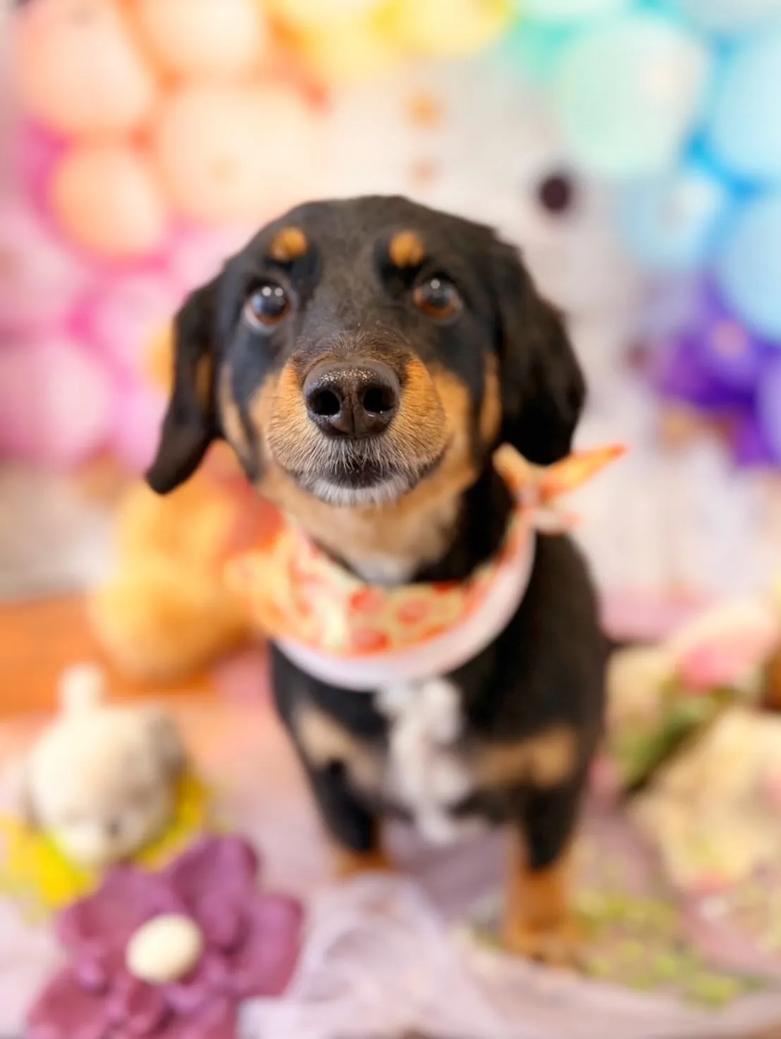 アップできていなかった先月来てくれたお手入れわんこたち🎶