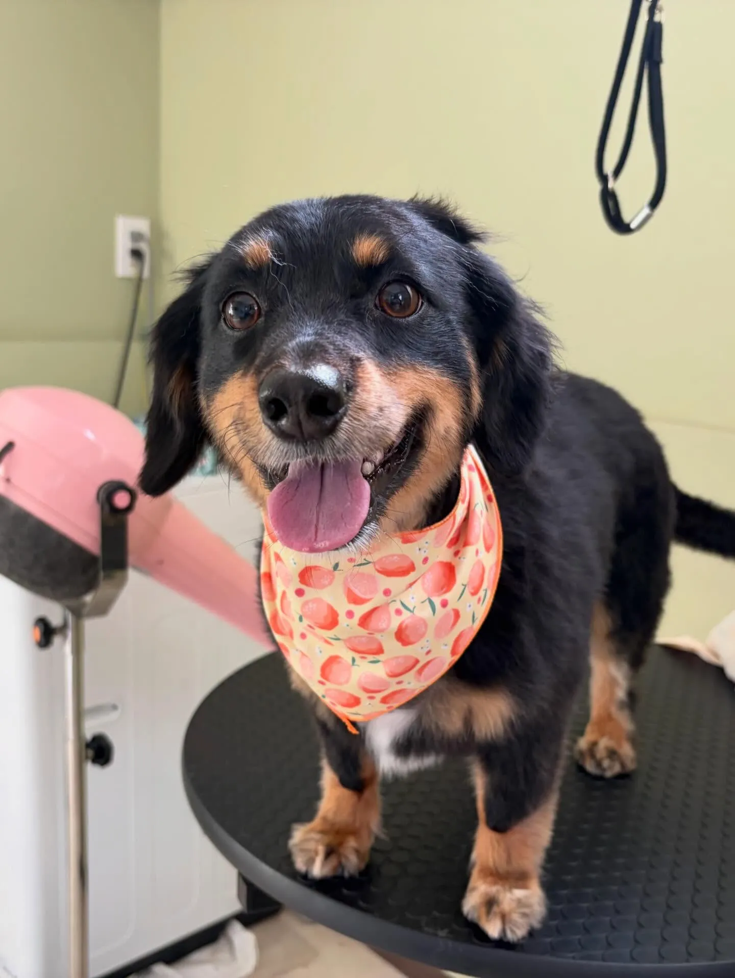 アップできていなかった先月来てくれたお手入れわんこたち🎶