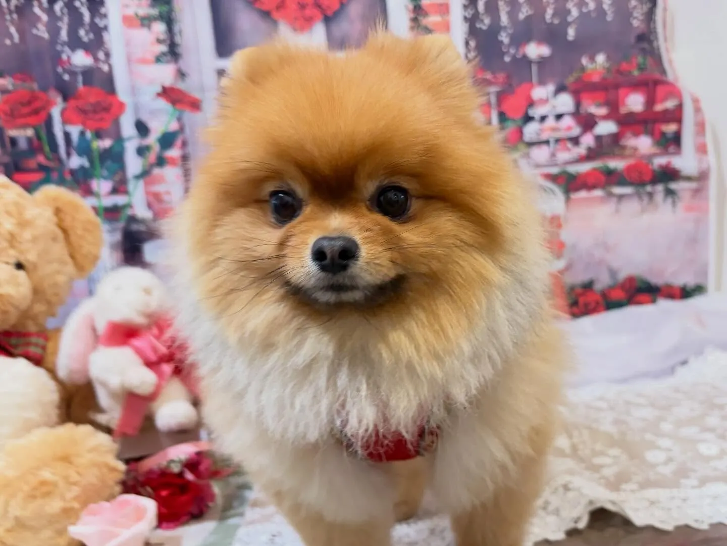 昨日はお泊まりわんこがちょうど途切れたので夜ご飯に行ってきま...