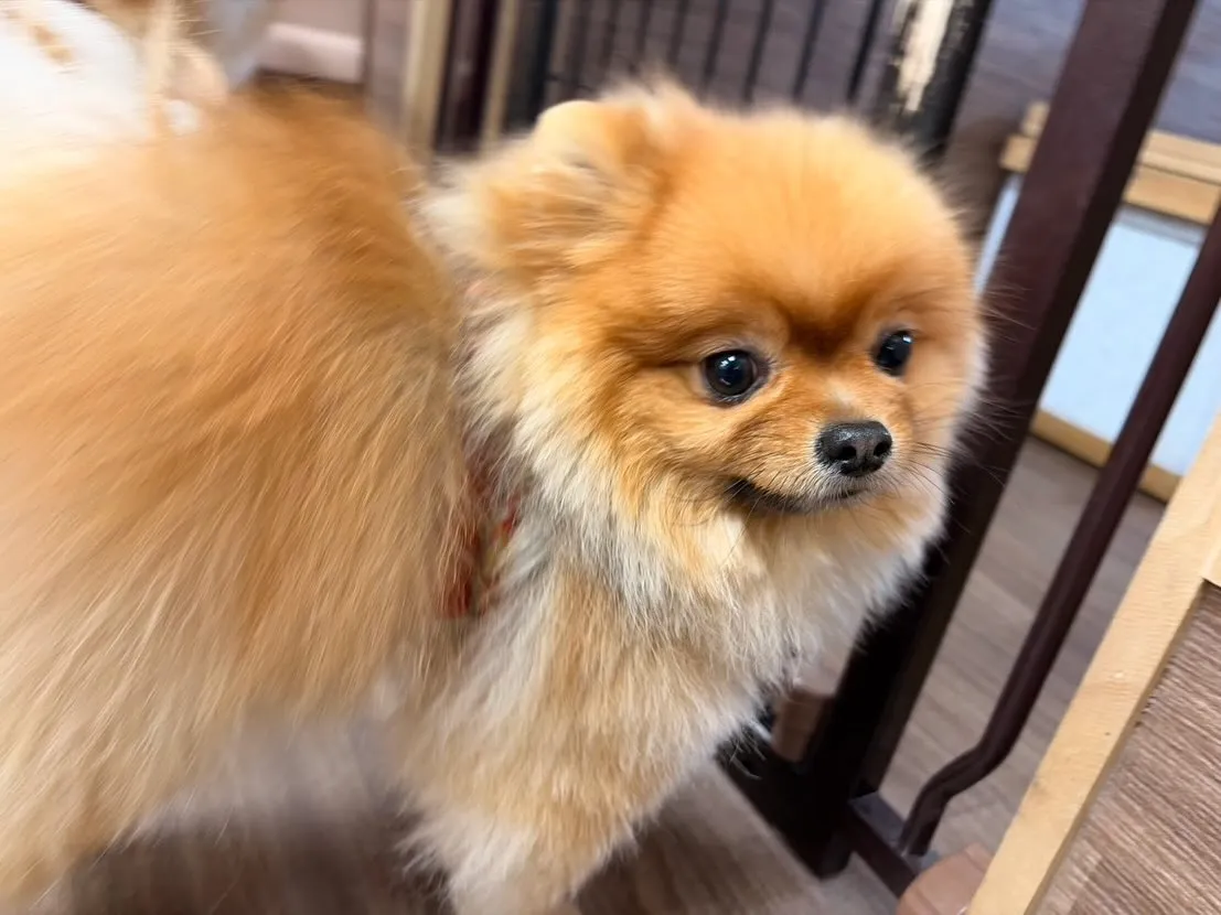 昨日はお泊まりわんこがちょうど途切れたので夜ご飯に行ってきま...