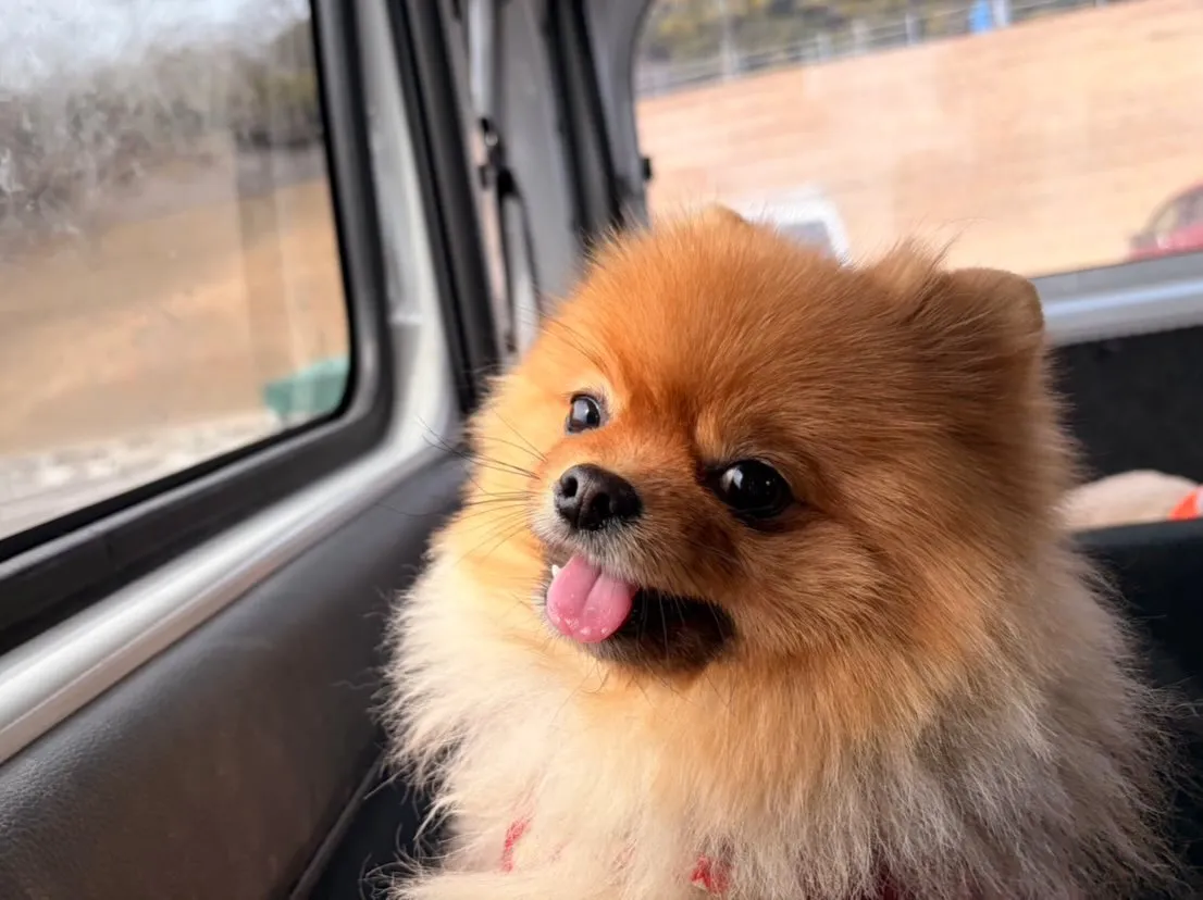 昨日はお泊まりわんこがちょうど途切れたので夜ご飯に行ってきま...