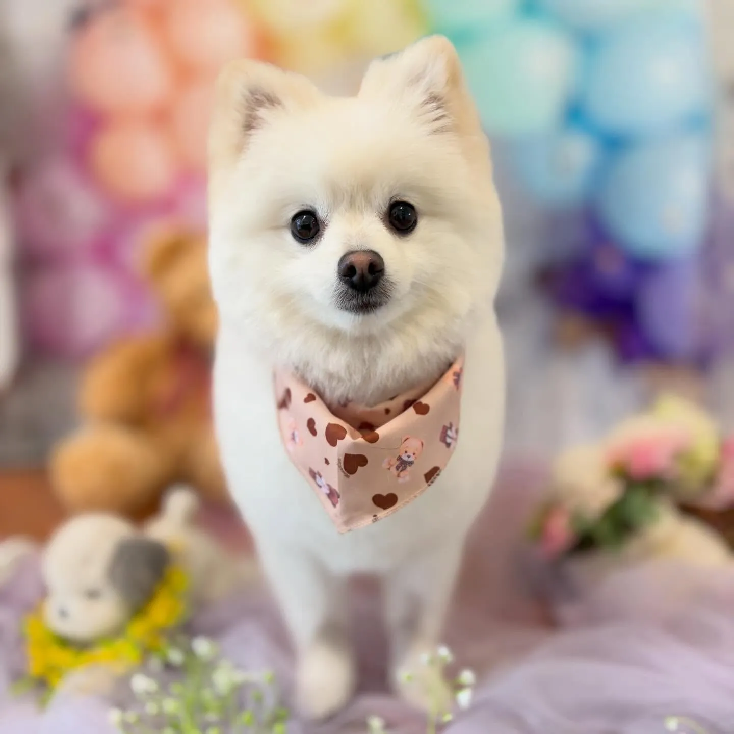 先月アップしきれなかったわんこさんたち🐾