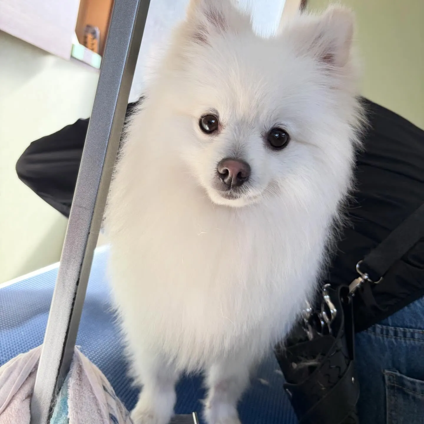 先月アップしきれなかったわんこさんたち🐾