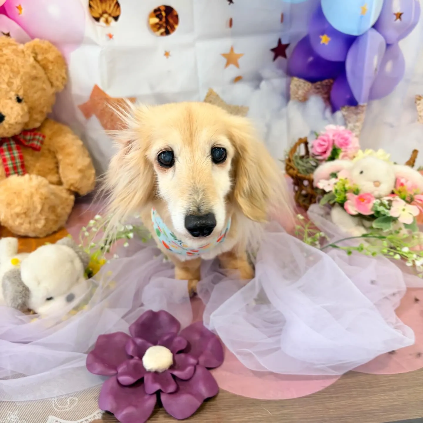 先月アップしきれなかったわんこさんたち🐾