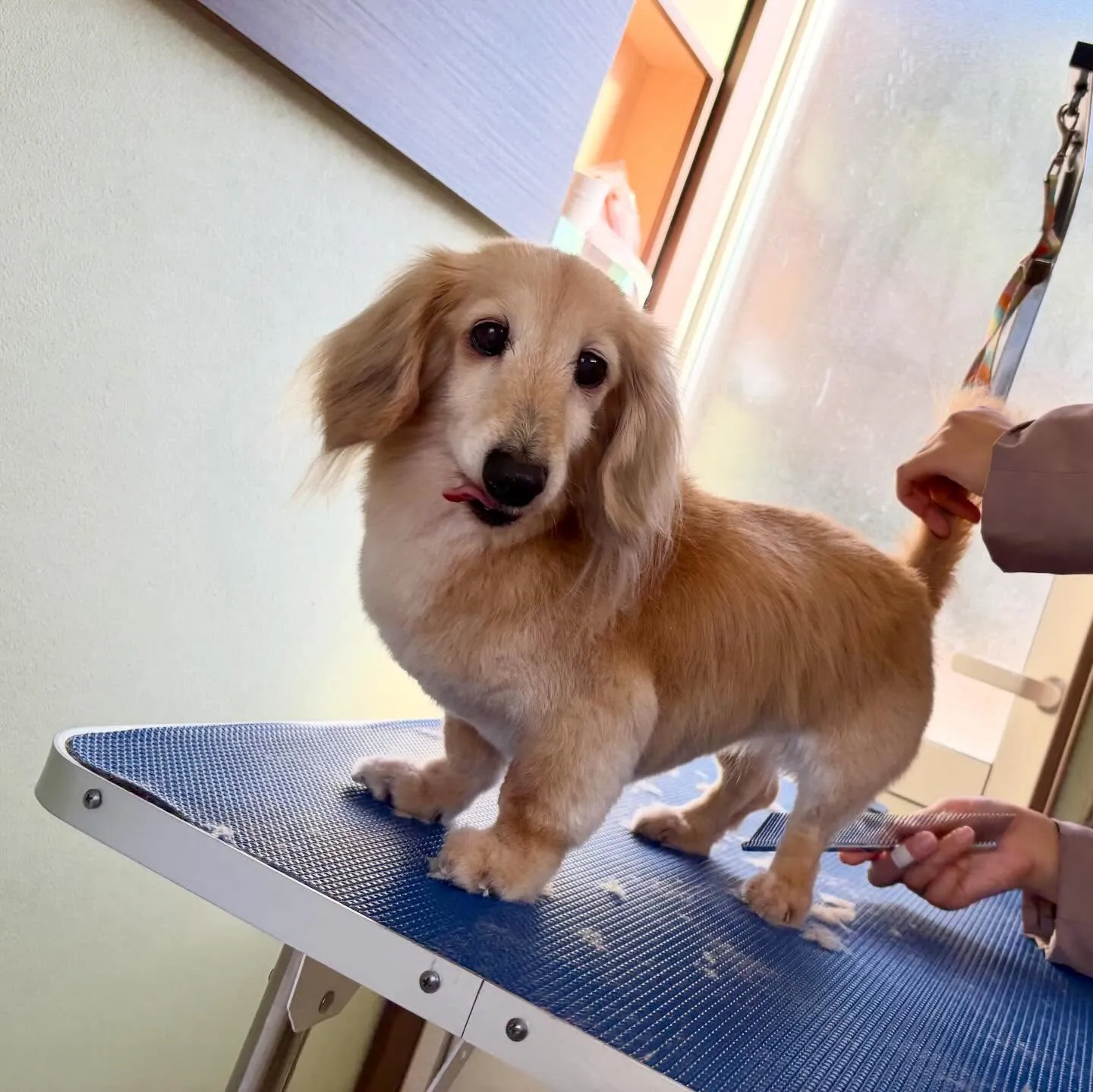 先月アップしきれなかったわんこさんたち🐾