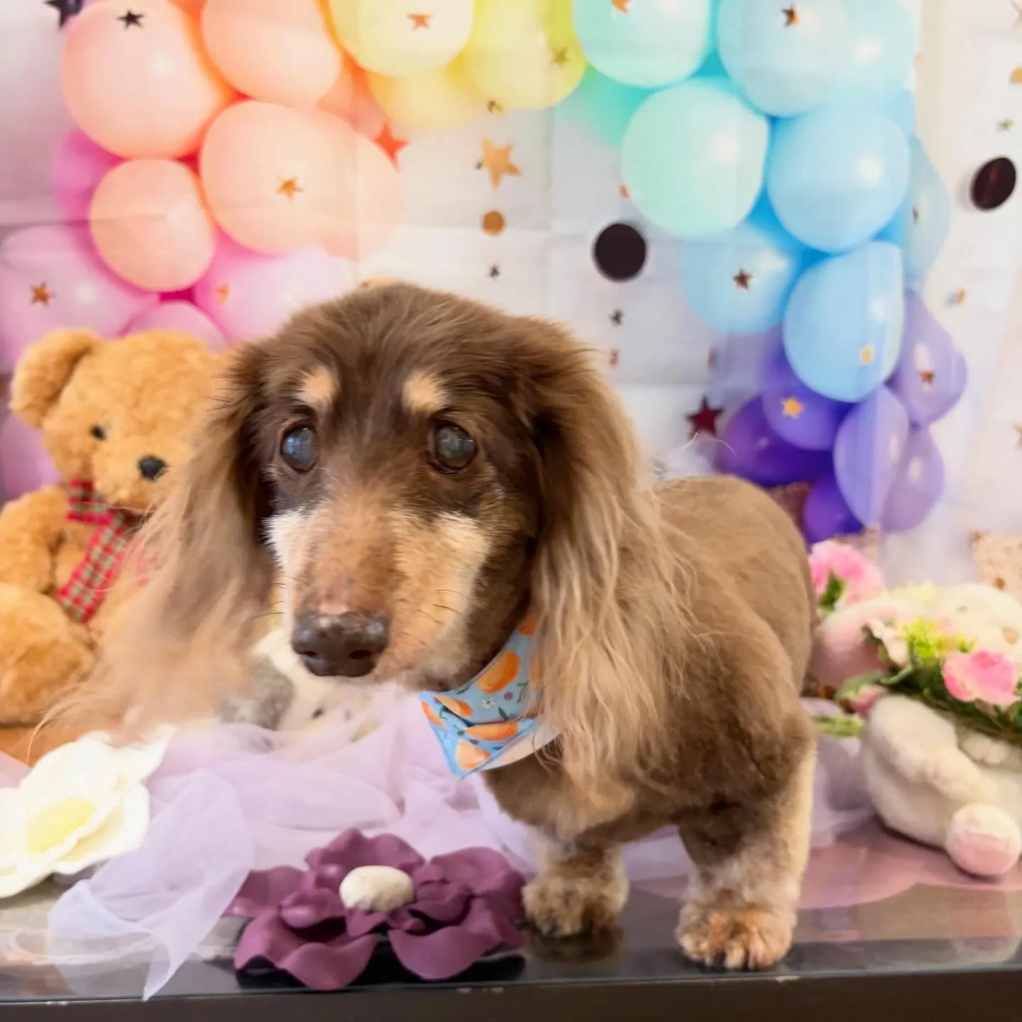 先月アップしきれなかったわんこさんたち🐾