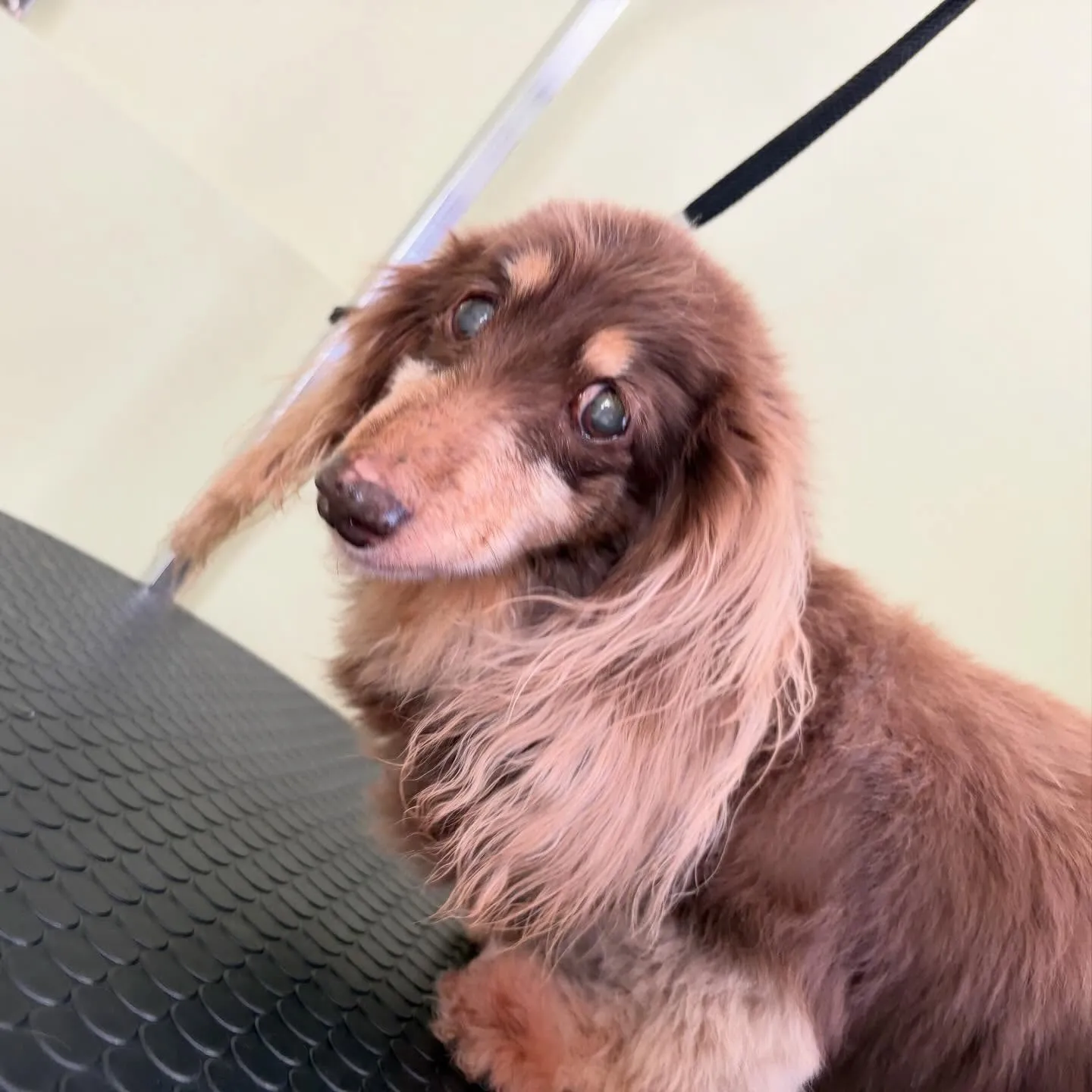 先月アップしきれなかったわんこさんたち🐾