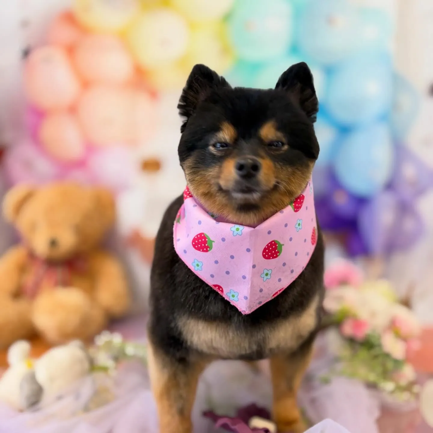 先月アップしきれなかったわんこさんたち🐾