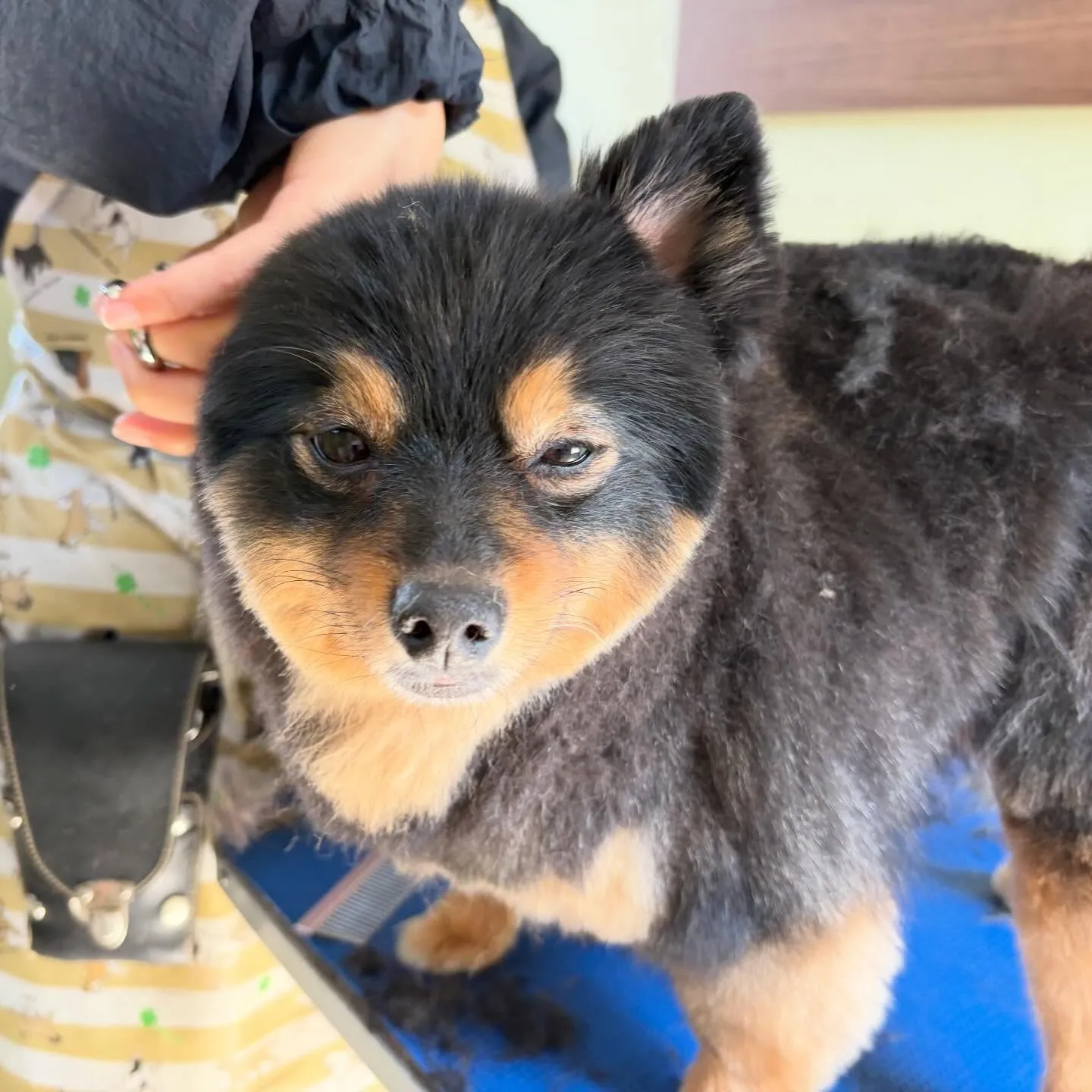 先月アップしきれなかったわんこさんたち🐾