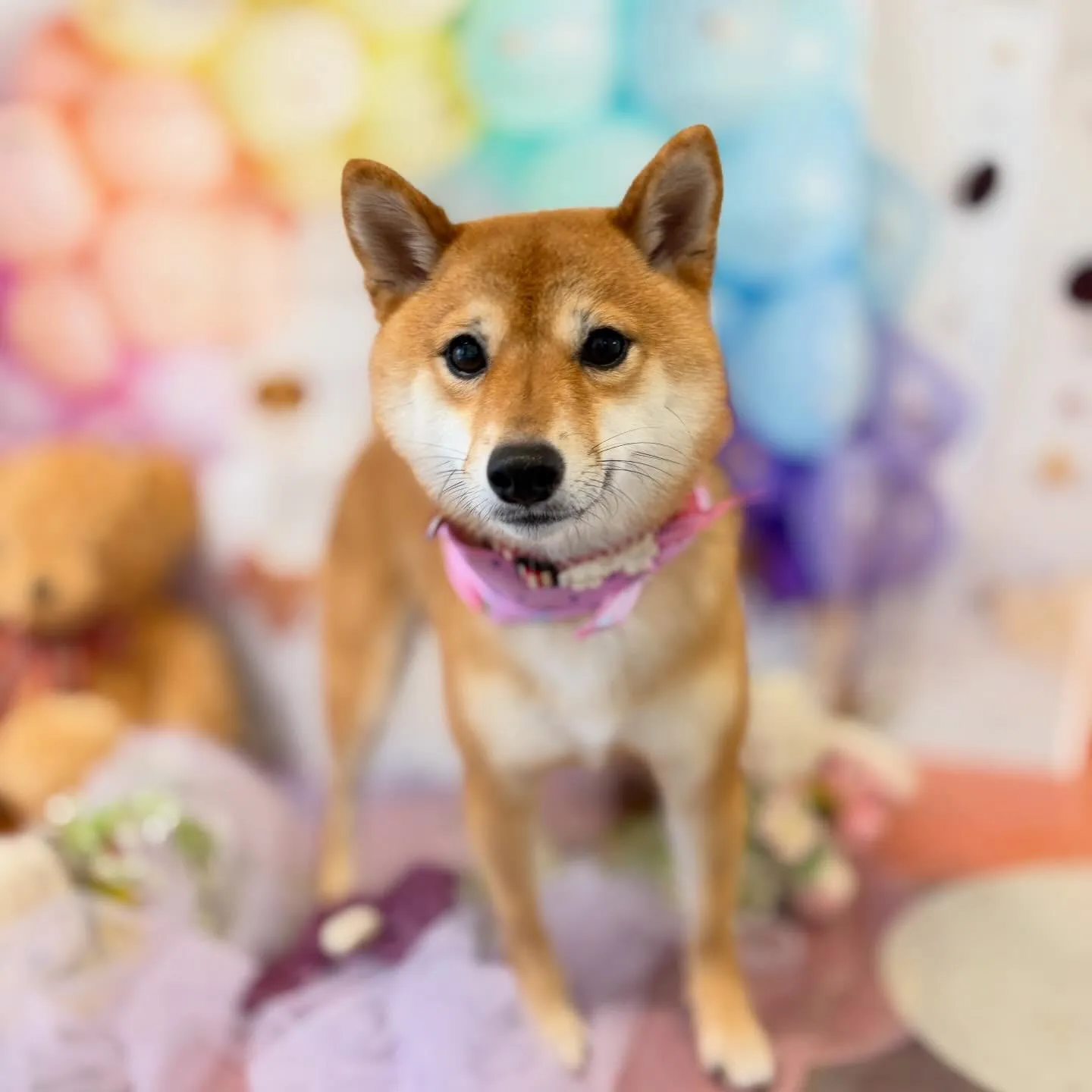 先月アップしきれなかったわんこさんたち🐾