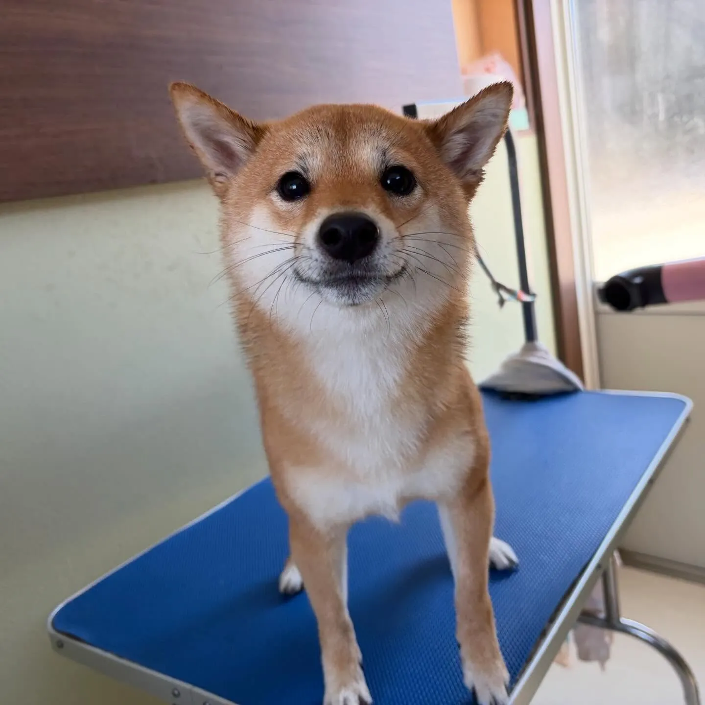 先月アップしきれなかったわんこさんたち🐾