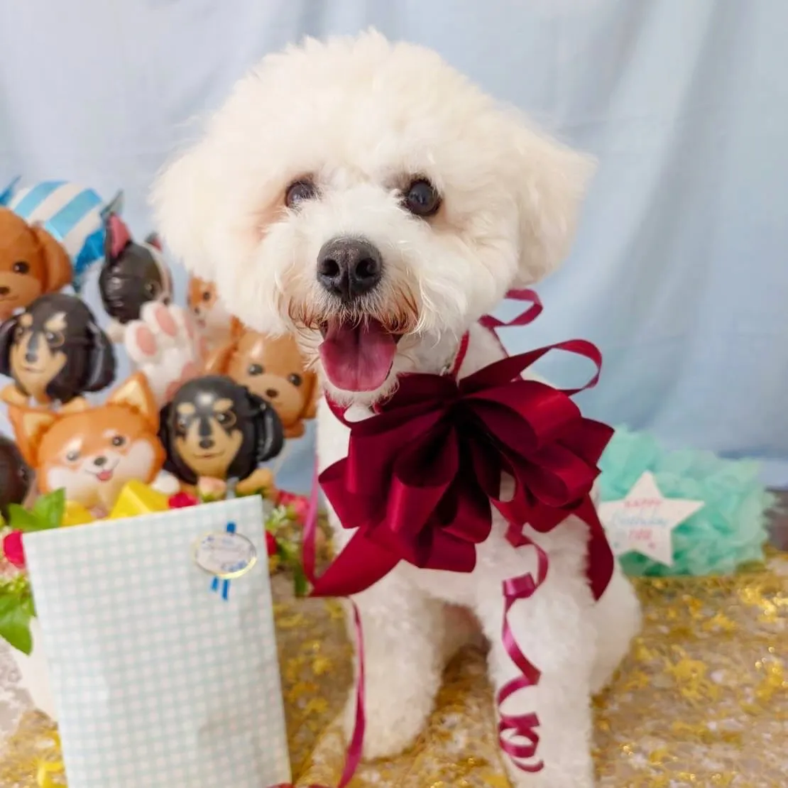 昨日はもにゅくんの誕生日でした🎂㊗️