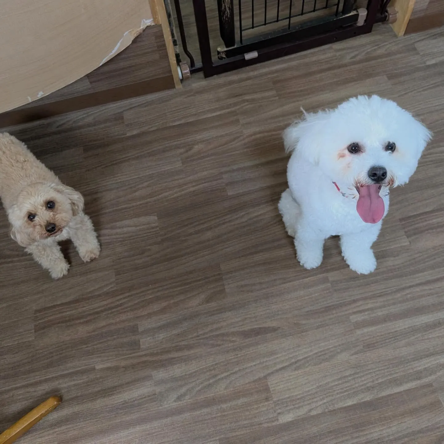 昨日はもにゅくんの誕生日でした🎂㊗️