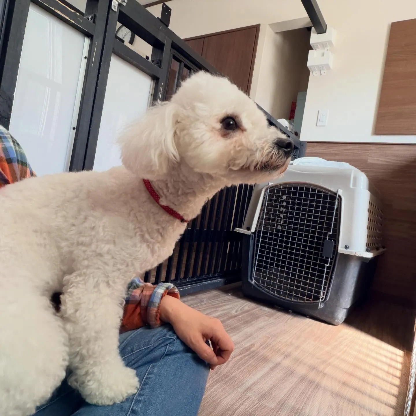 昨日はもにゅくんの誕生日でした🎂㊗️