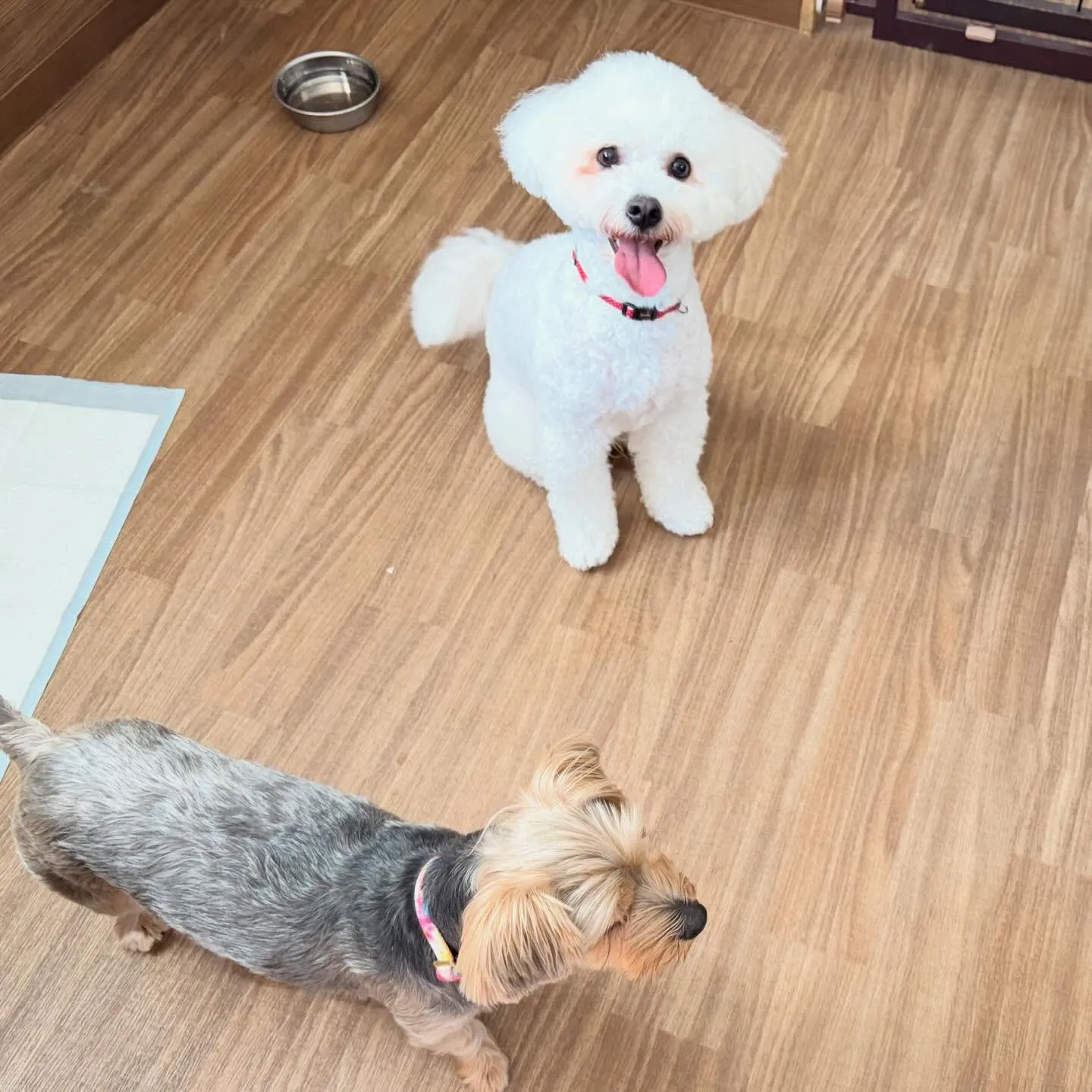 昨日はもにゅくんの誕生日でした🎂㊗️