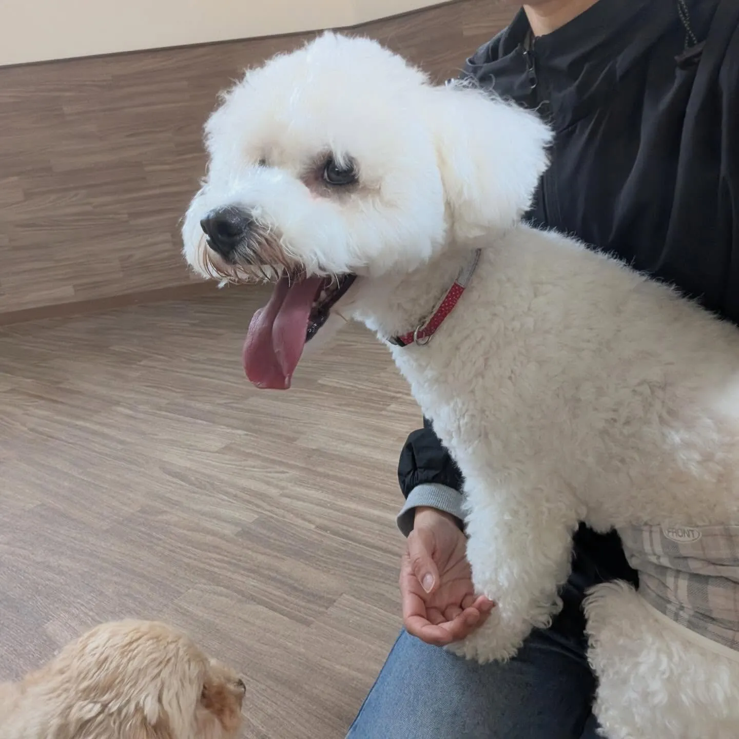 昨日はもにゅくんの誕生日でした🎂㊗️