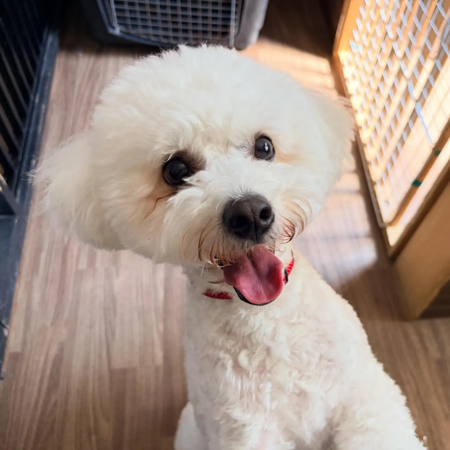 昨日はもにゅくんの誕生日でした🎂㊗️