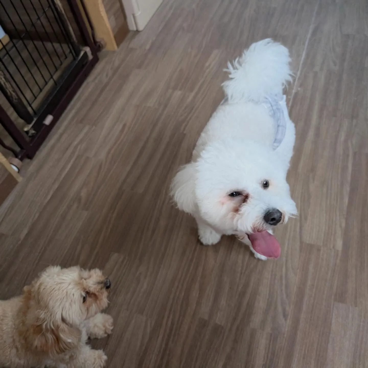 昨日はもにゅくんの誕生日でした🎂㊗️