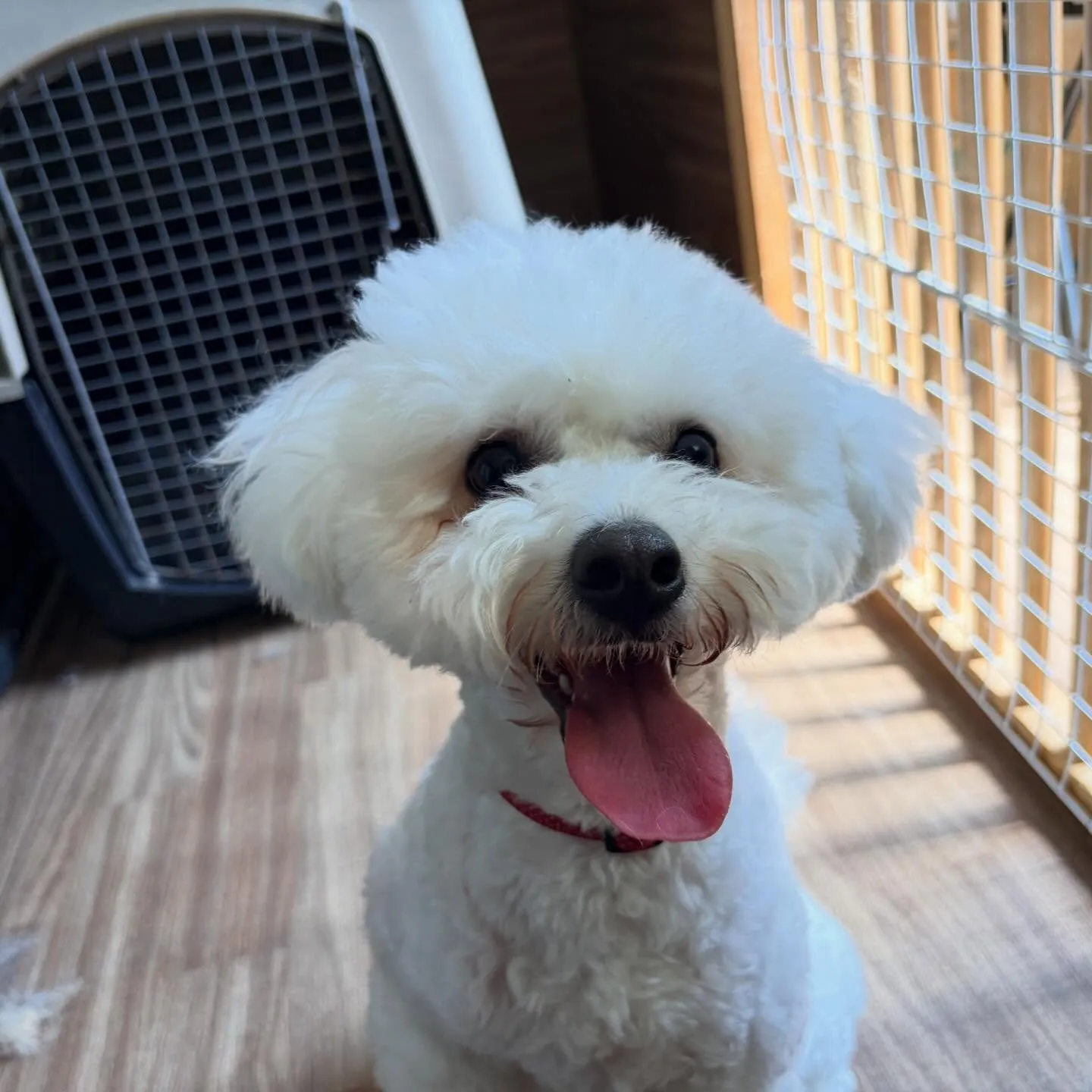 昨日はもにゅくんの誕生日でした🎂㊗️