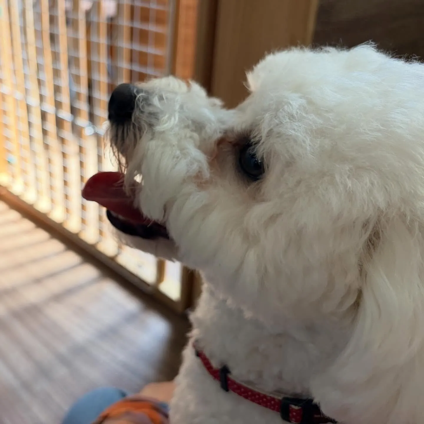 昨日はもにゅくんの誕生日でした🎂㊗️