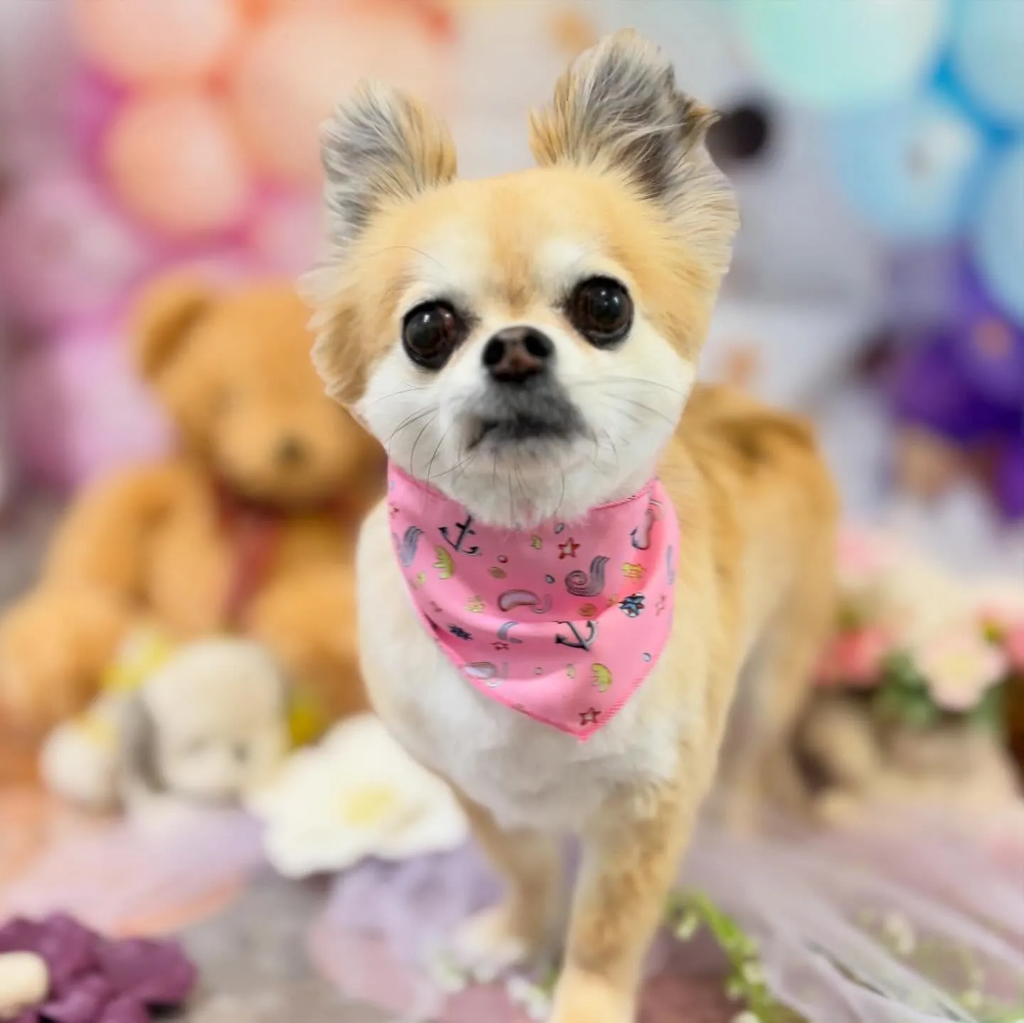 先月アップしきれなかったわんこたち🐾