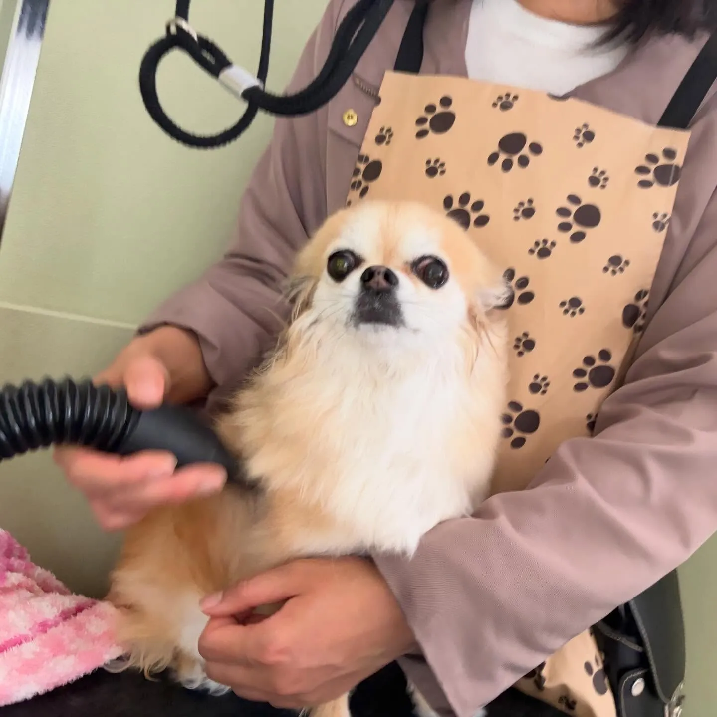 先月アップしきれなかったわんこたち🐾