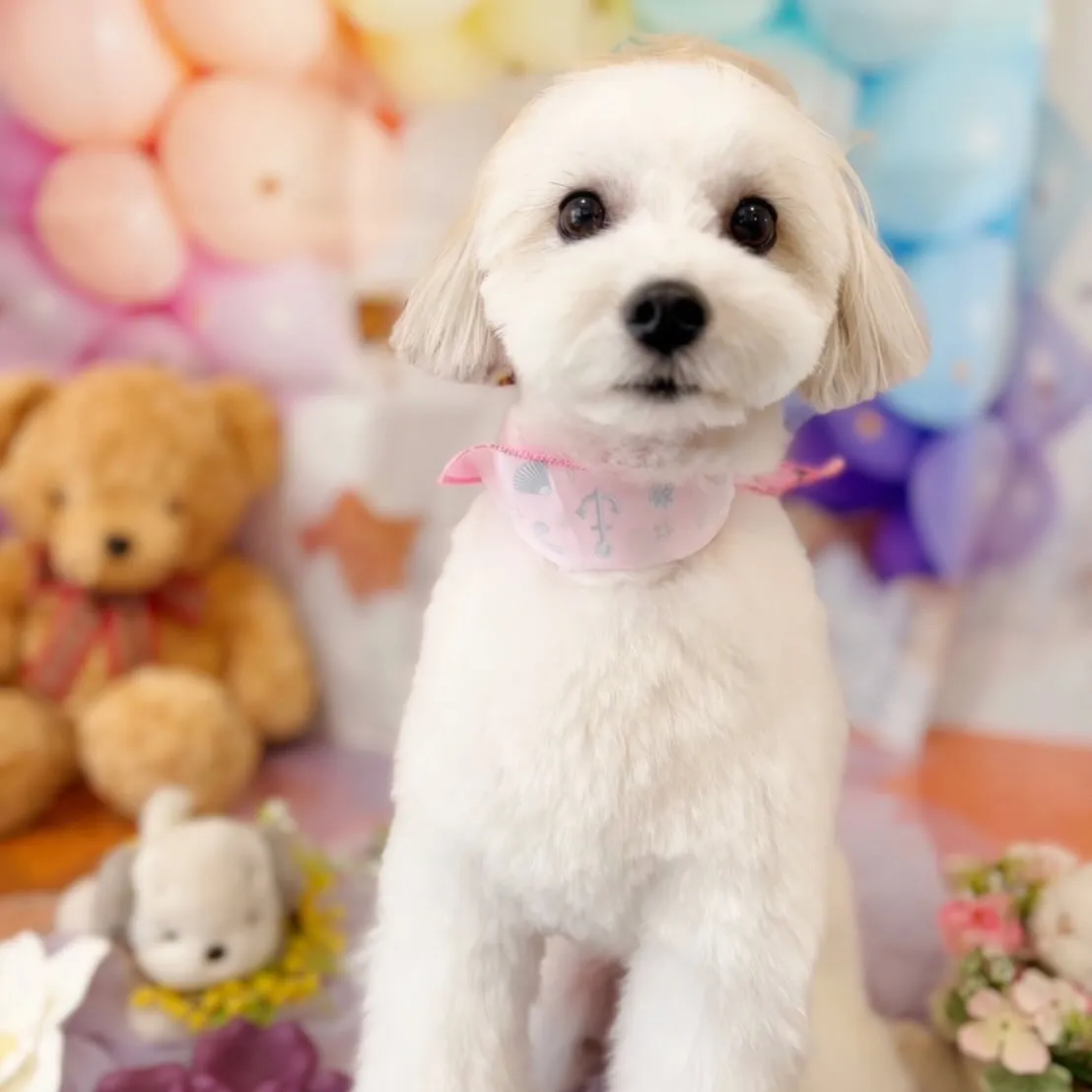 先月アップしきれなかったわんこたち🐾