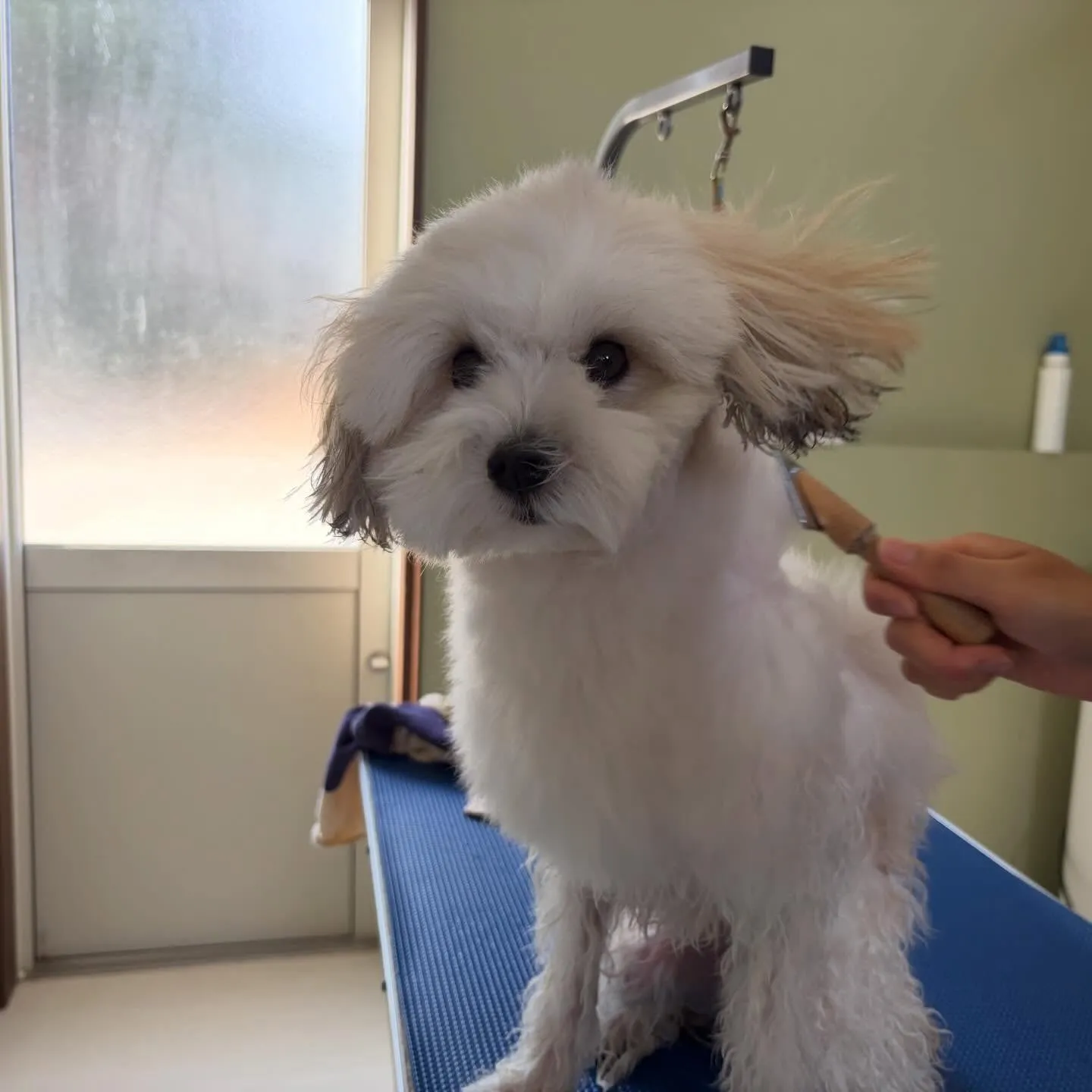 先月アップしきれなかったわんこたち🐾