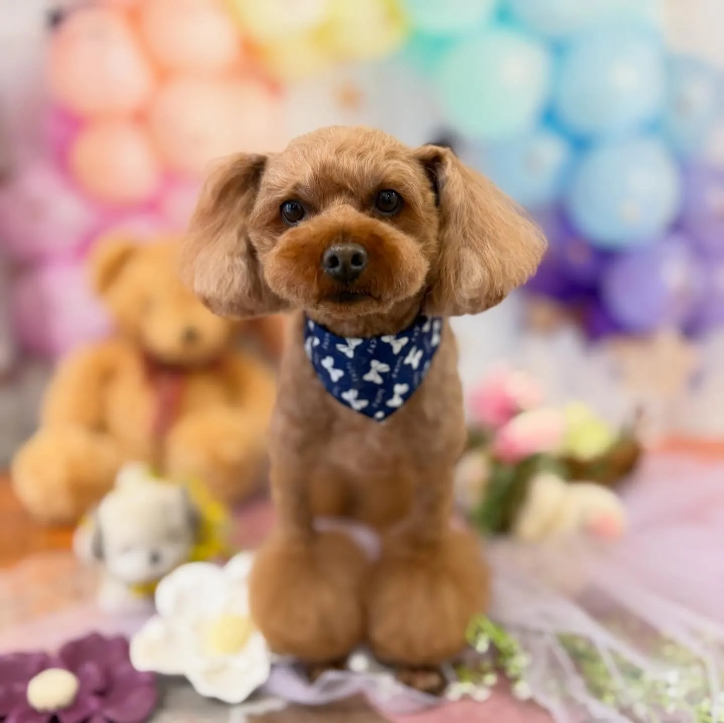 先月アップしきれなかったわんこたち🐾