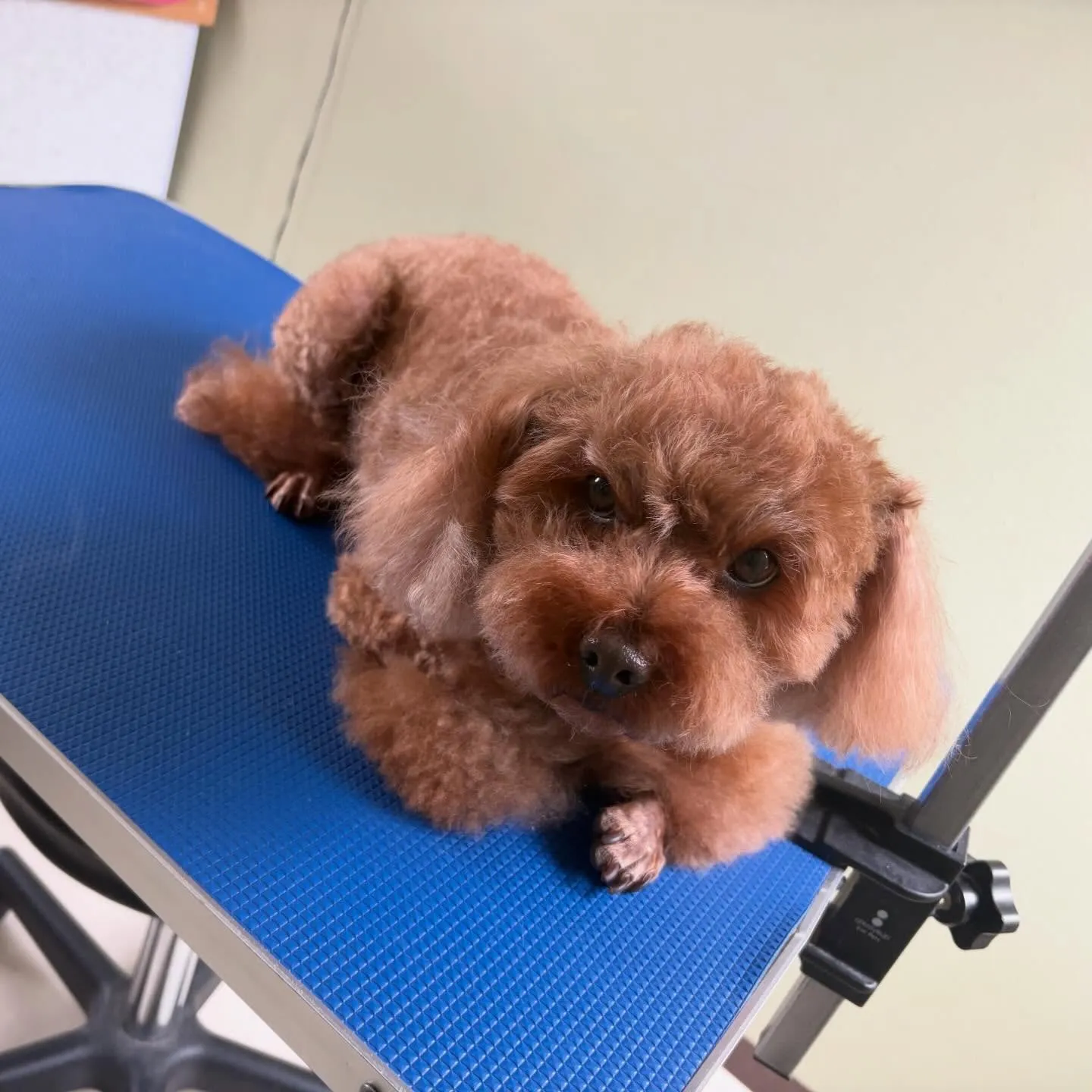 先月アップしきれなかったわんこたち🐾