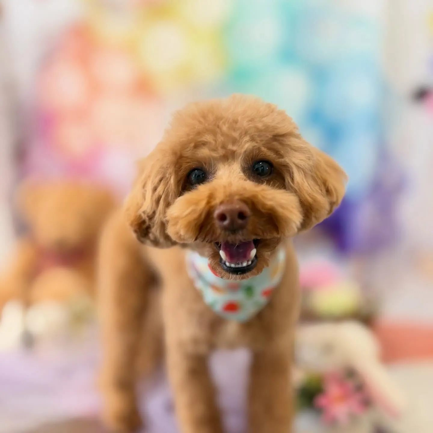 先月アップしきれなかったわんこたち🐾